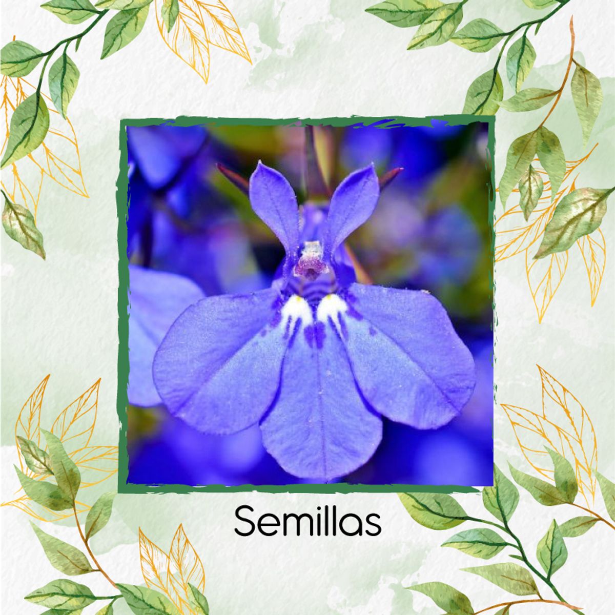 GENERICO - 50 Semillas Orgánicas De Flor Lobelia + Kit De Germinación