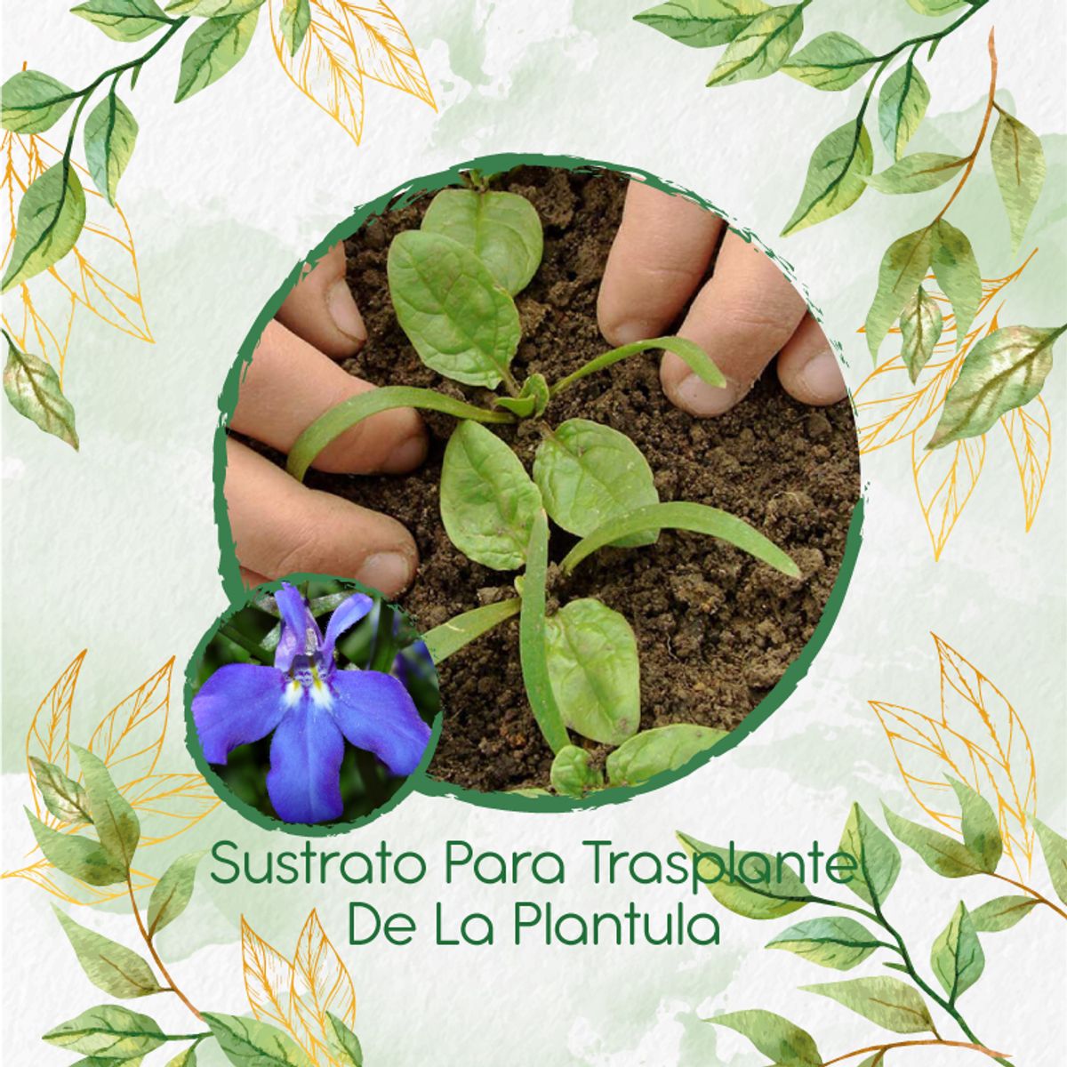 GENERICO - Sustrato Para Trasplante De Flor Lobelia