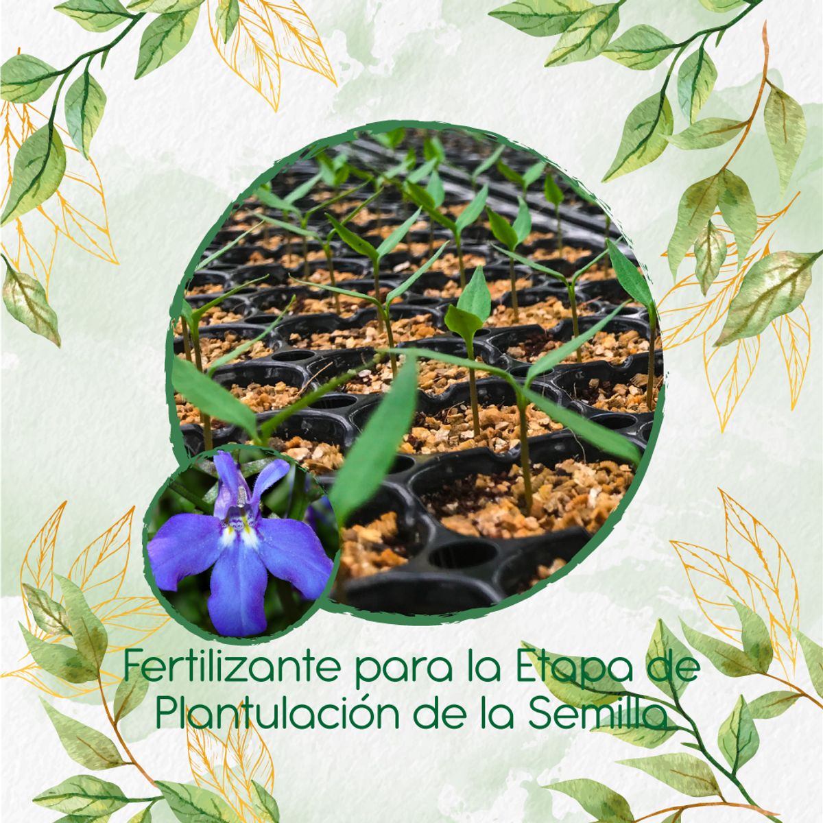 GENERICO - Fertilizante De Plantulación Para Flor Lobelia
