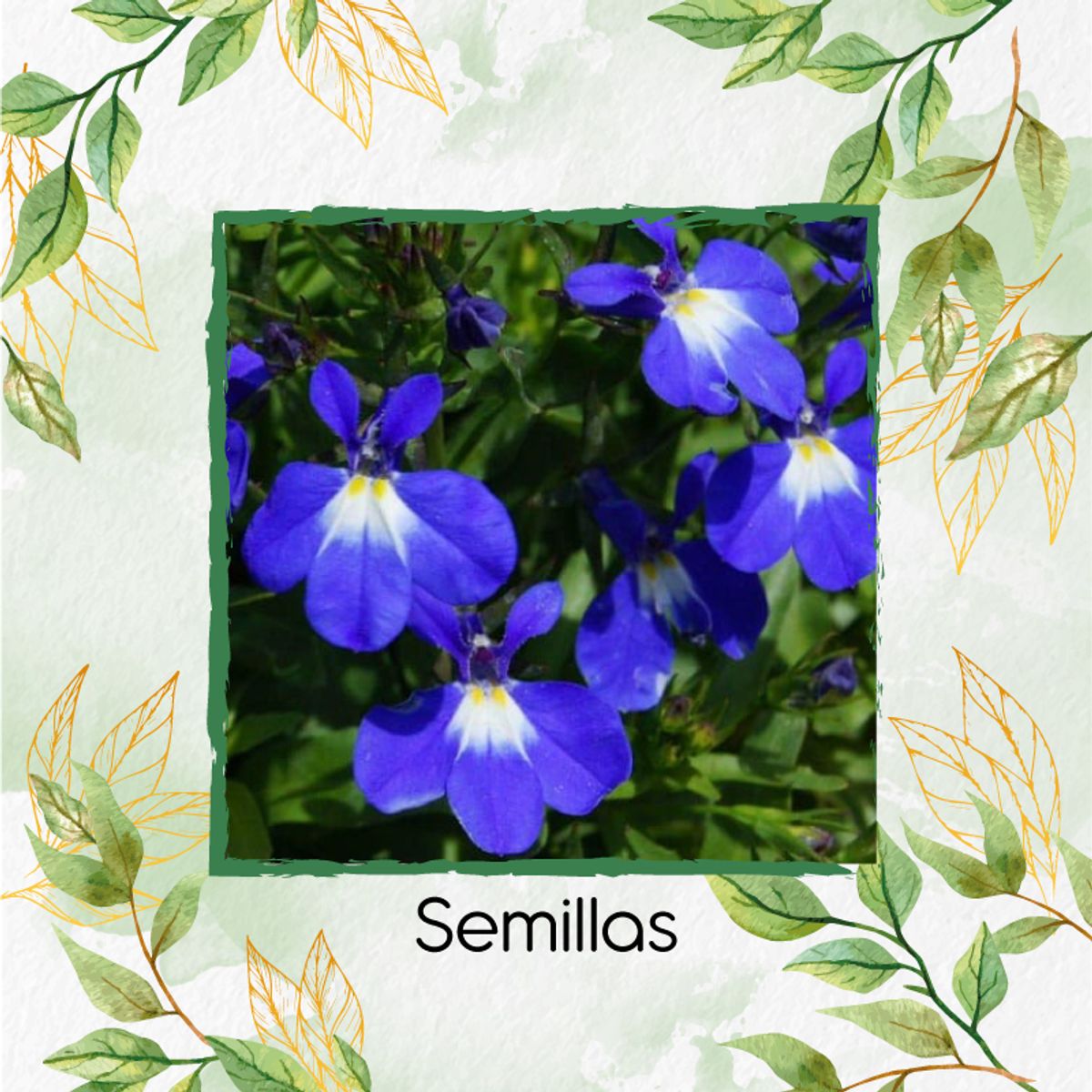 GENERICO - Fertilizante De Plantulación Para Flor Lobelia