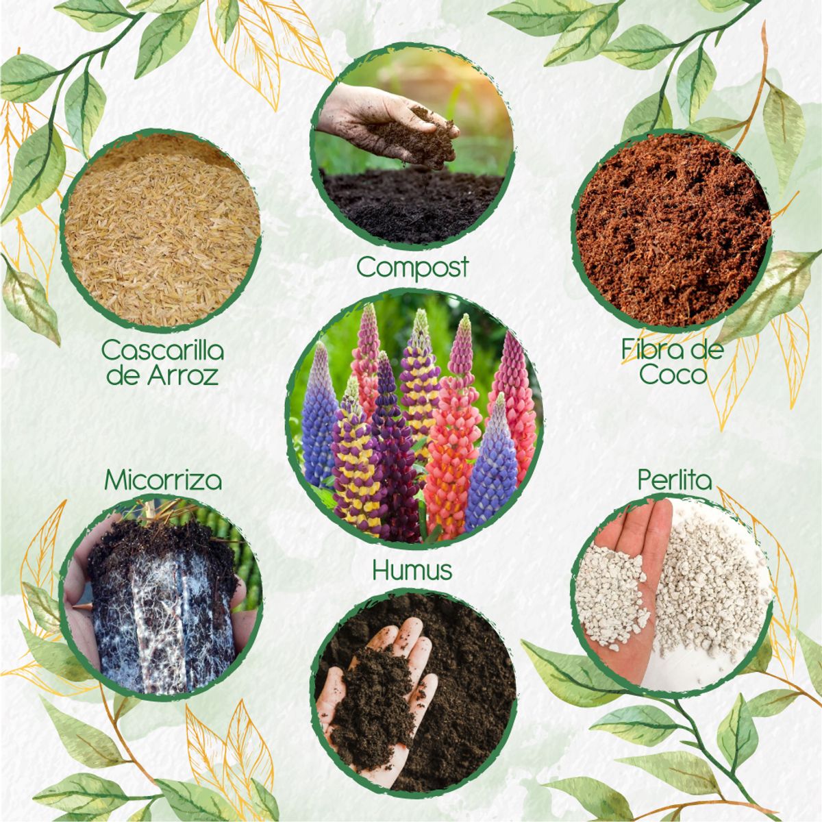 GENERICO - Kit De Acondicionadores De Suelos Para Flor Lupinus Altramuz