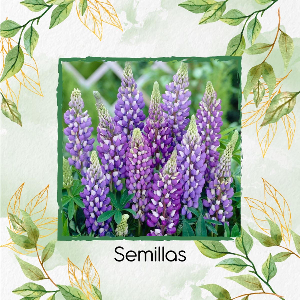 GENERICO - Kit De Acondicionadores De Suelos Para Flor Lupinus Altramuz