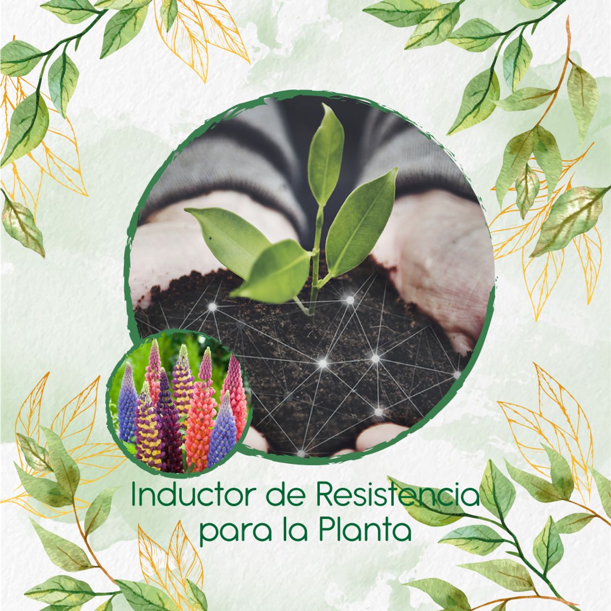 GENERICO - Fertilizante Inductor De Resistencia Para Flor Lupinus Altramuz