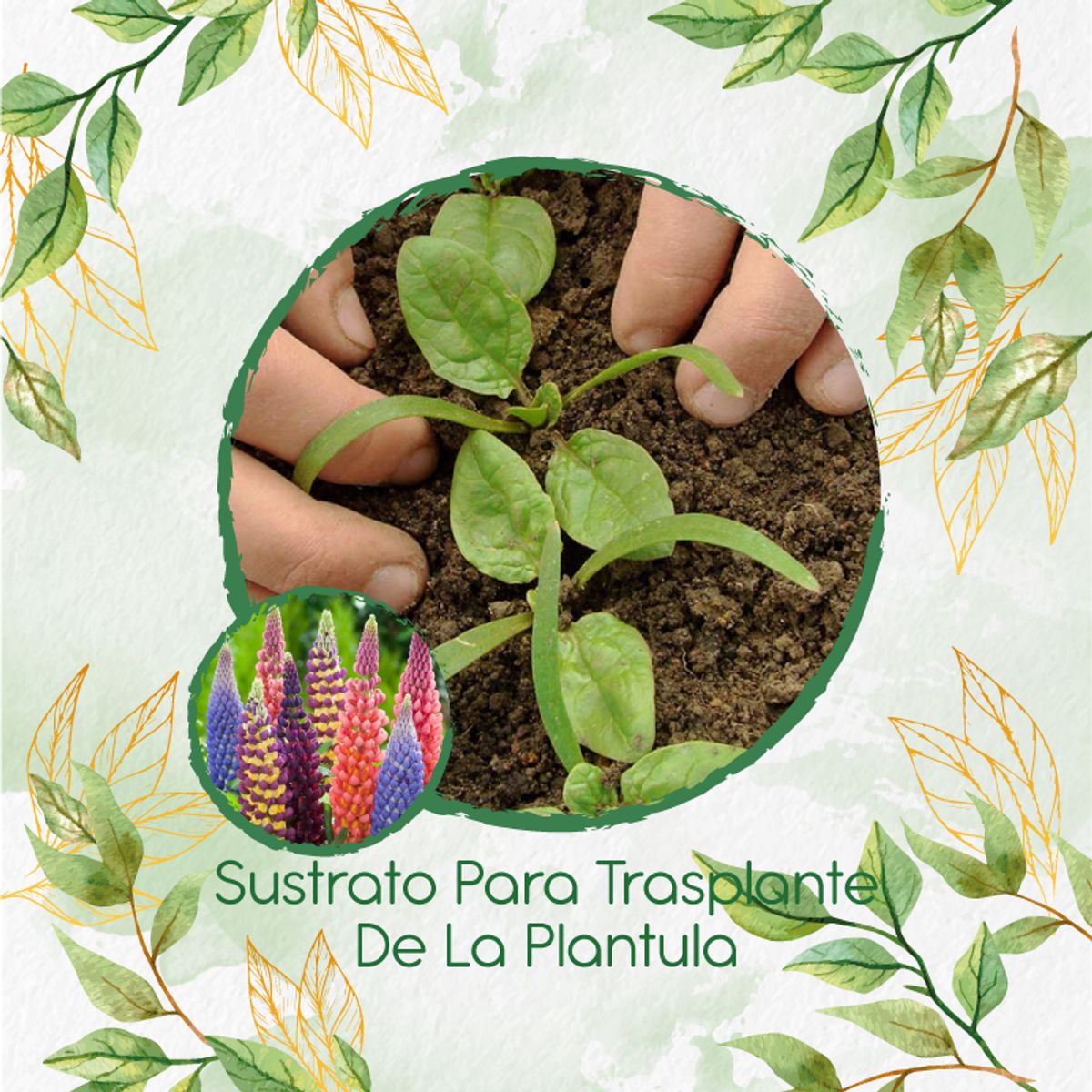 GENERICO - Sustrato Para Trasplante De Flor Lupinus Altramuz