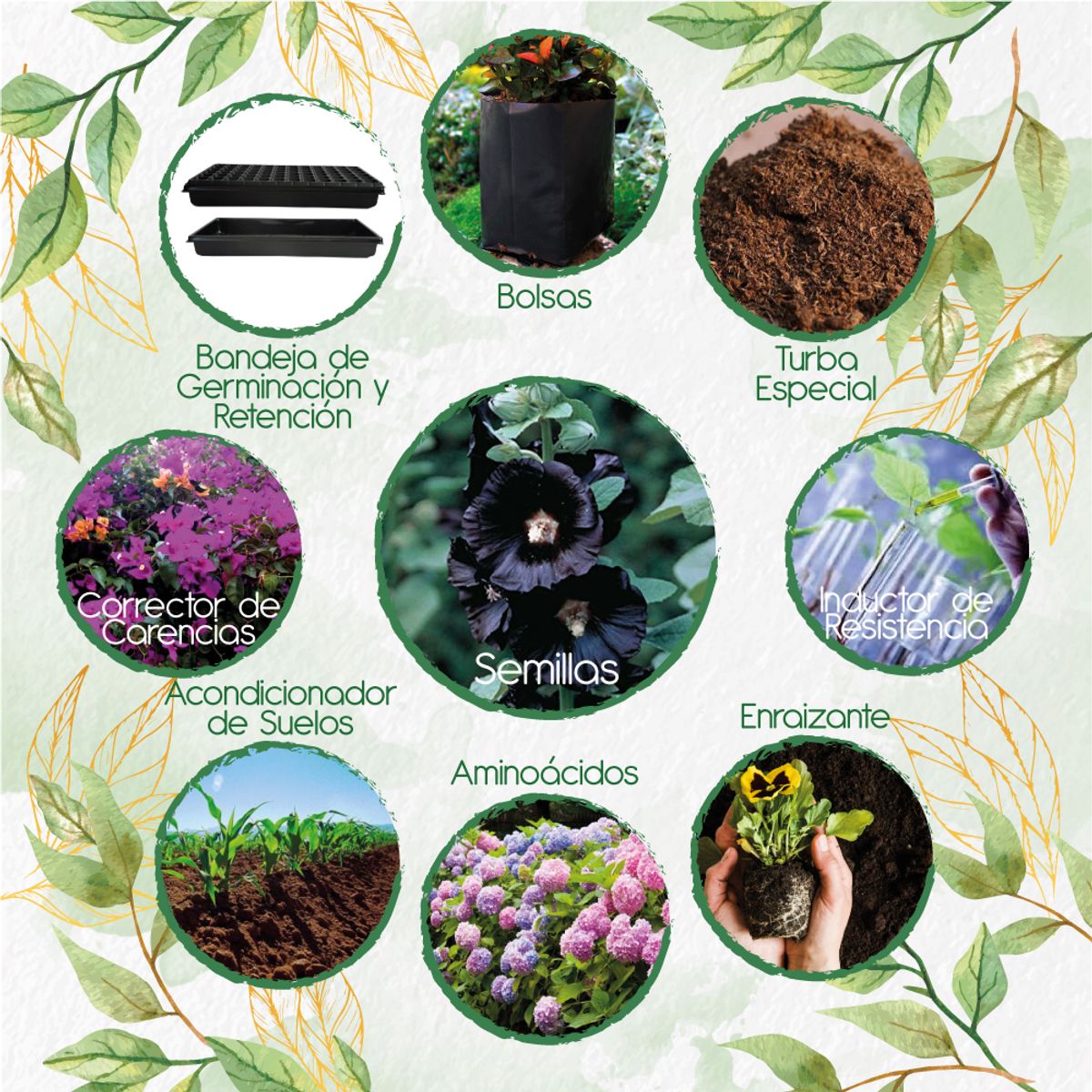 GENERICO - 60 Semillas De Flor Malva Real + Kit De Producción