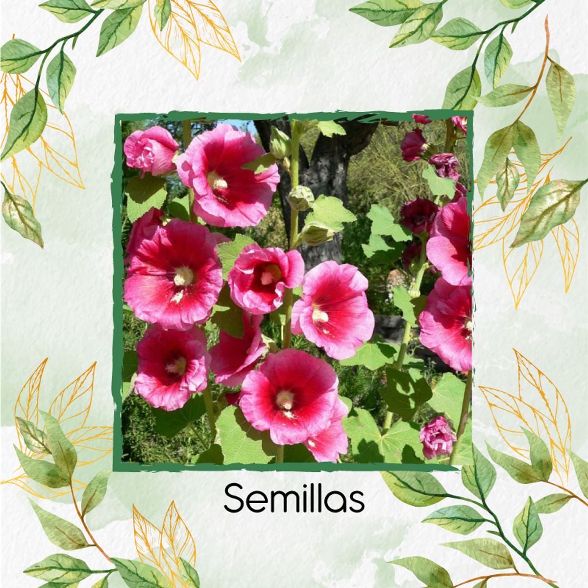 GENERICO - 60 Semillas De Flor Malva Real + Kit De Producción