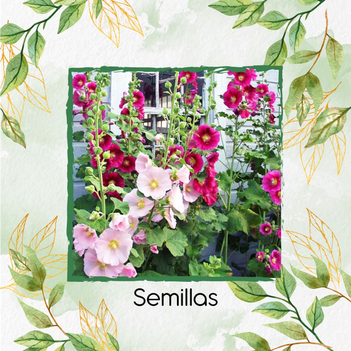 GENERICO - 60 Semillas De Flor Malva Real + Kit De Siembra
