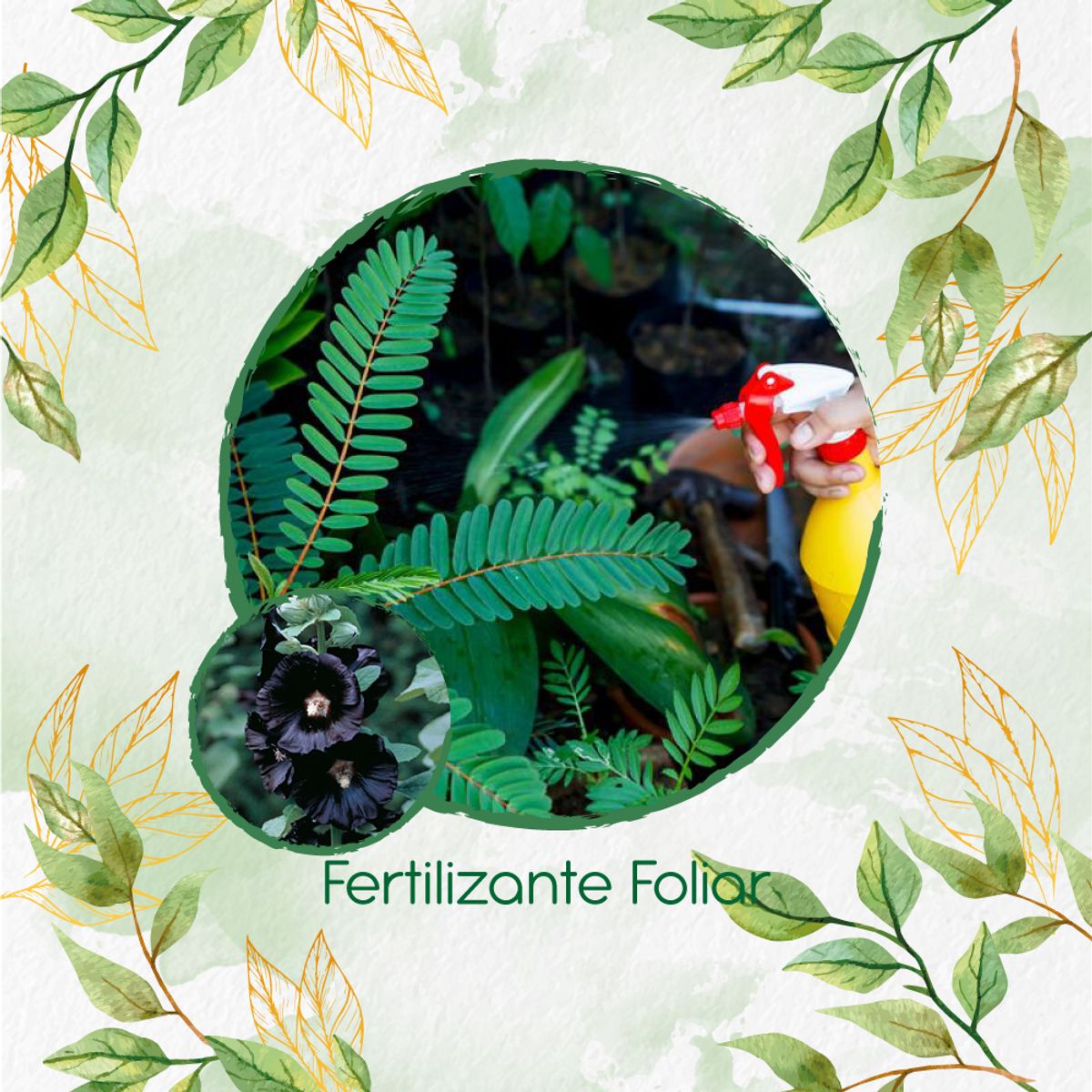 GENERICO - Fertilizante Generación De Brotes Para Flor Malva Real