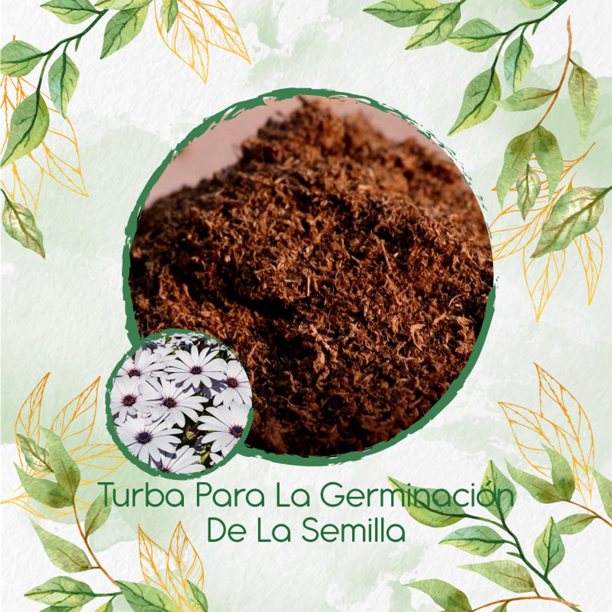 GENERICO - Turba Canadiense Especial Para Semillas De Margarita Africana