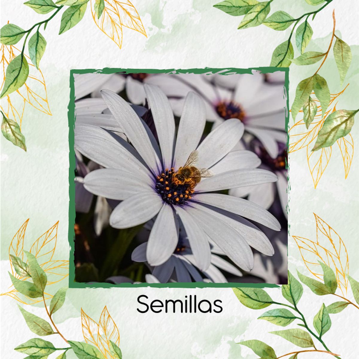 GENERICO - Turba Canadiense Especial Para Semillas De Margarita Africana