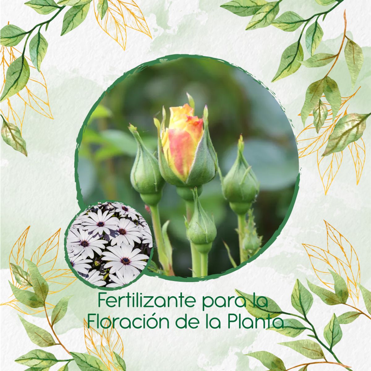 GENERICO - Fertilizante Para La Floración De Flor Margarita Africana