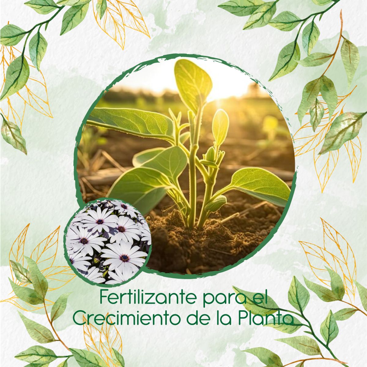 GENERICO - Fertilizante Para El Crecimiento De Flor Margarita Africana