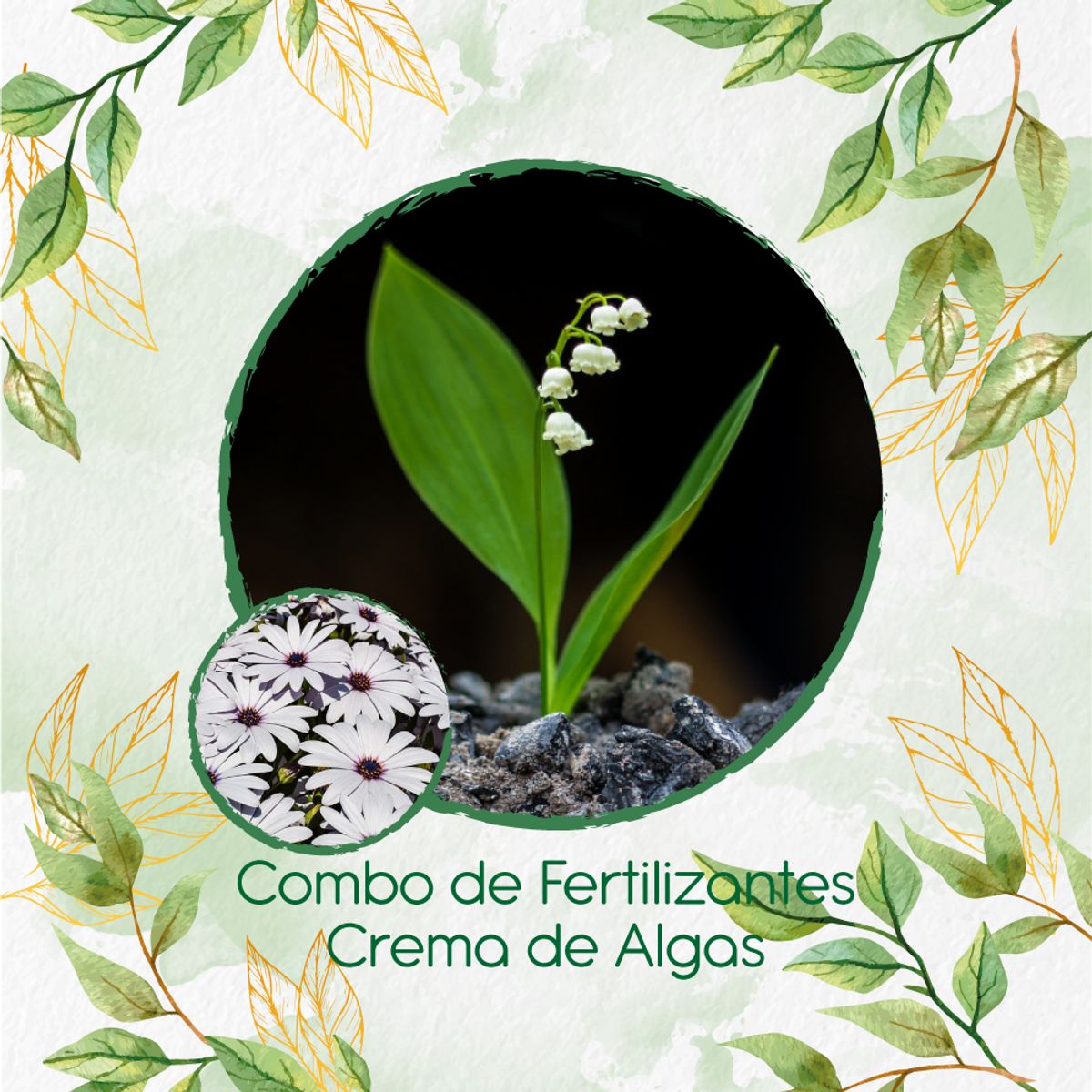 GENERICO - Combo De Fertilizantes Crema De Algas Para Flor Margarita Africana