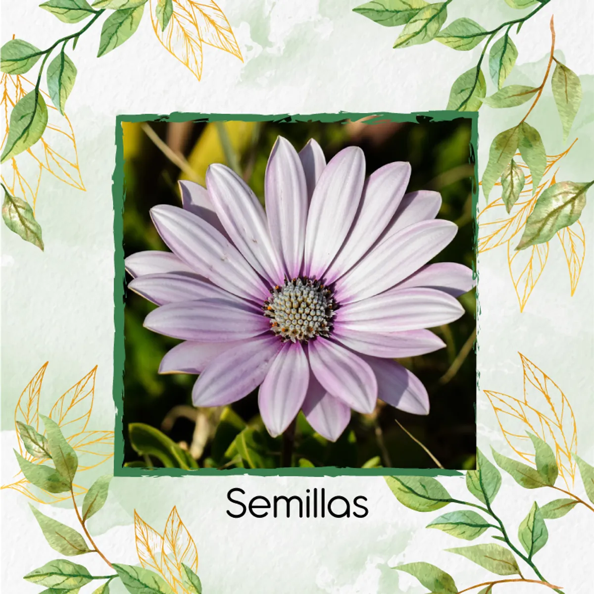 GENERICO - Combo De Fertilizantes Crema De Algas Para Flor Margarita Africana