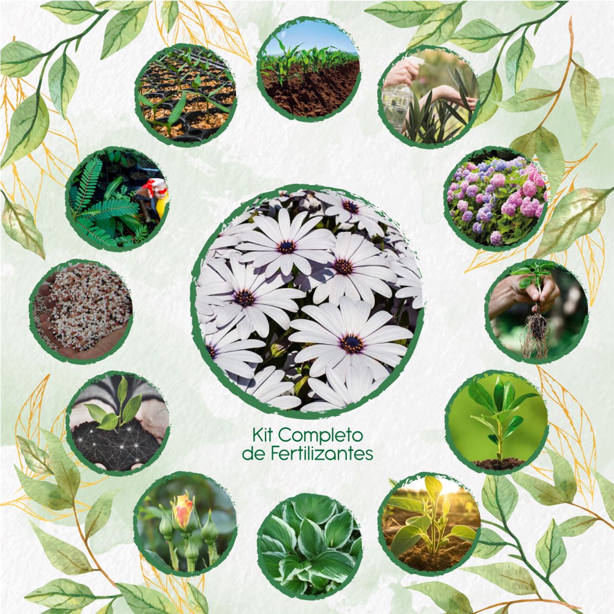 GENERICO - Kit Completo De Fertilizantes Para Flor Margarita Africana