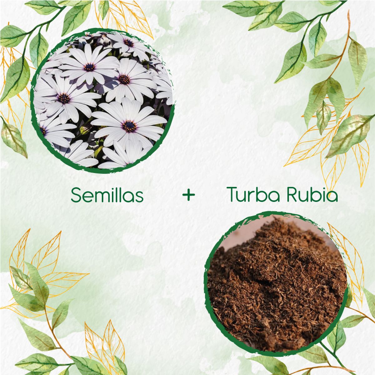 GENERICO - 40 Semillas De Flor Margarita Africana + Turba De Germinación