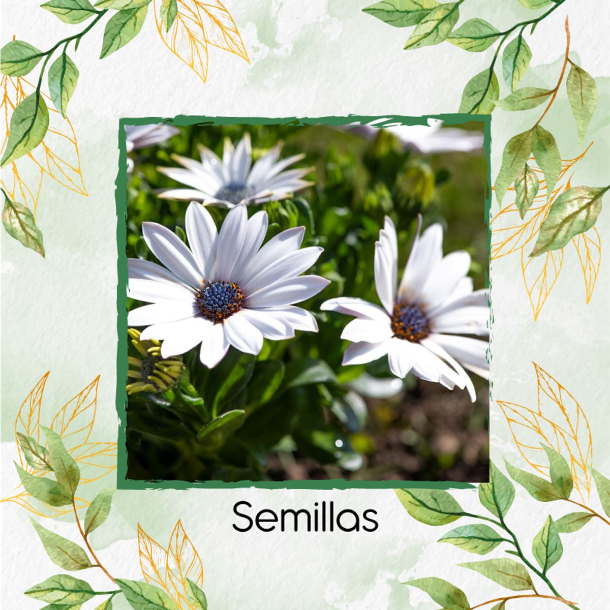 GENERICO - 40 Semillas De Flor Margarita Africana + Turba De Germinación