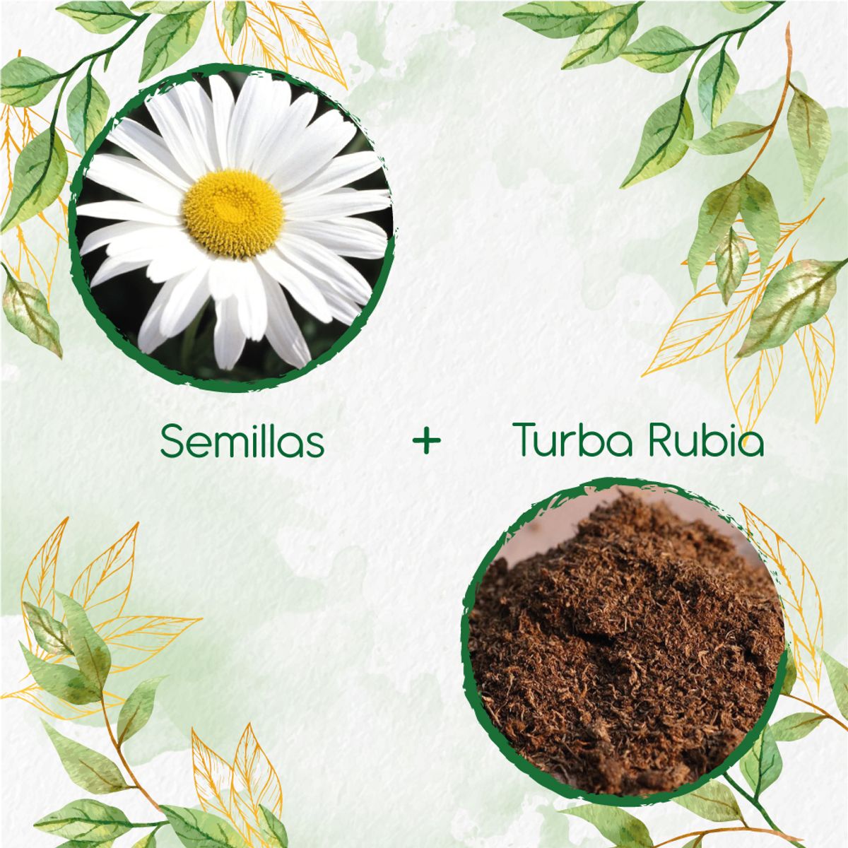 GENERICO - 280 Semillas De Flor Margarita Crisantemo + Turba De Germinación