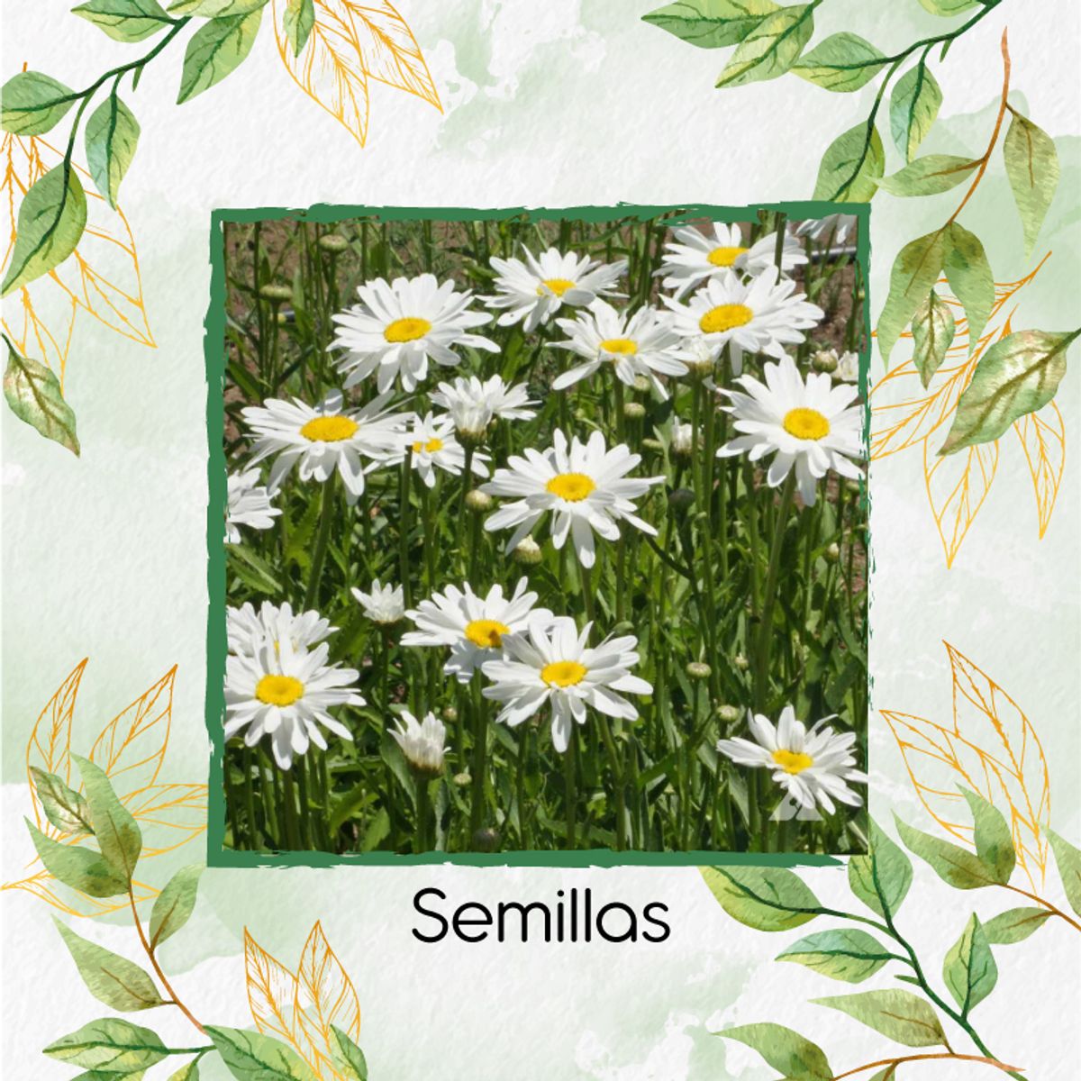 GENERICO - 280 Semillas De Flor Margarita Crisantemo + Turba De Germinación