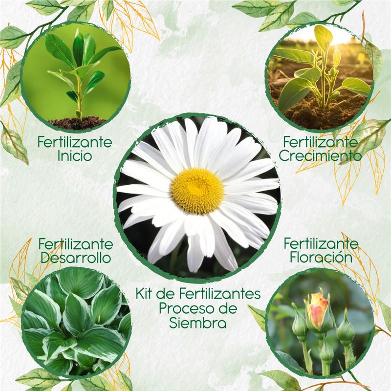 GENERICO - Kit De Fertilizantes Para La Siembra De Flor Margarita Crisantemo