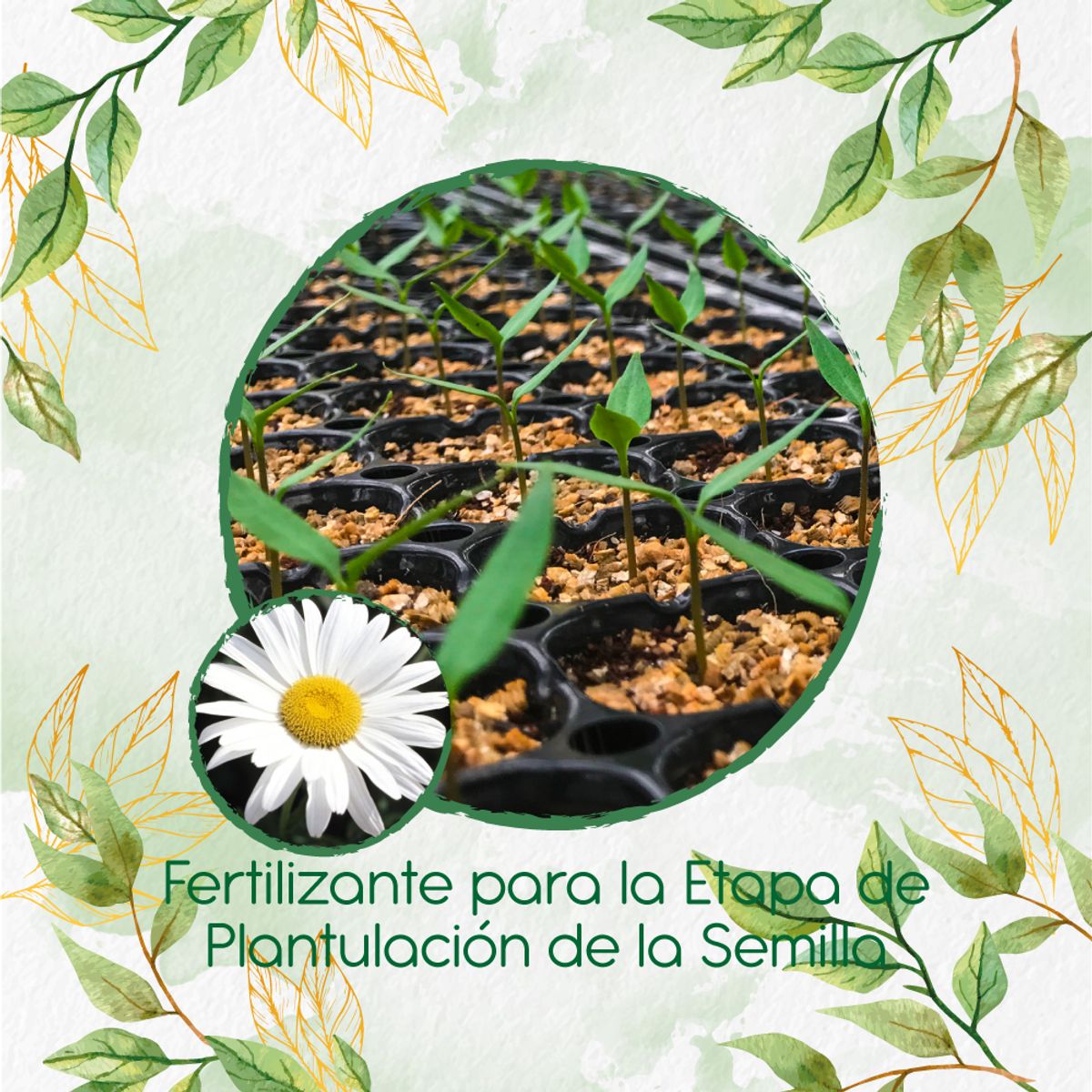 GENERICO - Fertilizante De Plantulación Para Flor Margarita Crisantemo
