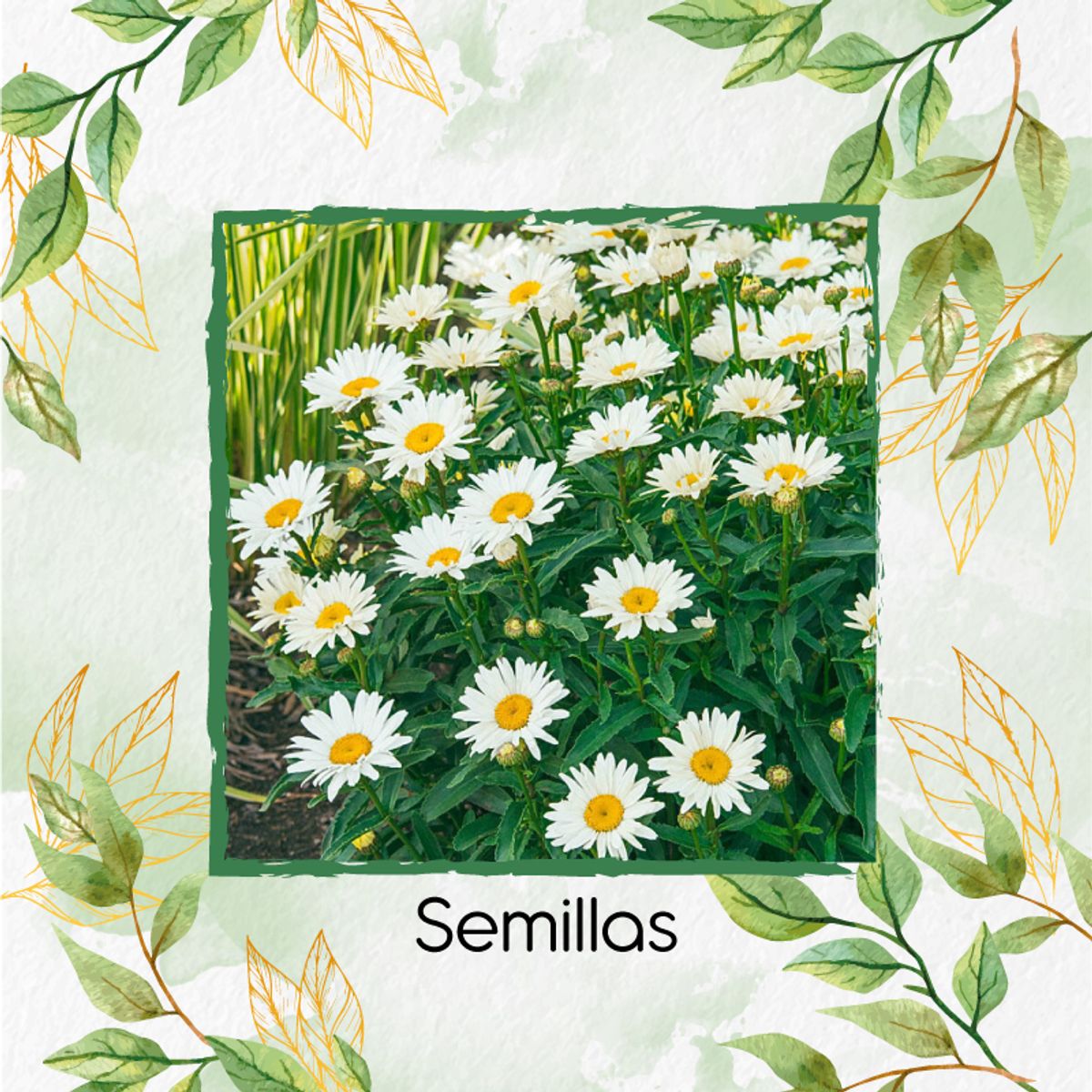 GENERICO - Fertilizante De Plantulación Para Flor Margarita Crisantemo