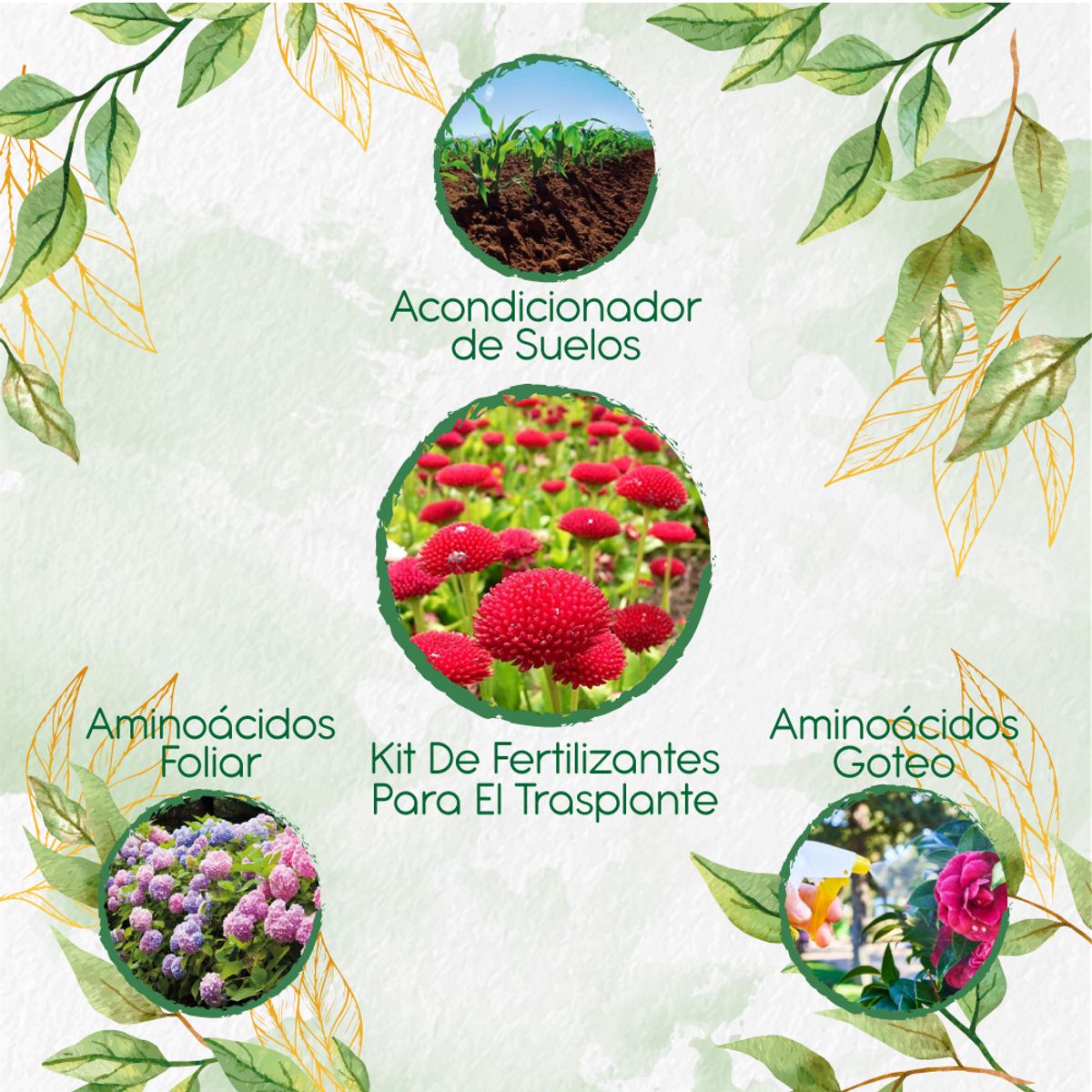 GENERICO - Kit De Fertilizantes Para El Trasplante De Flor Margarita Inglesa