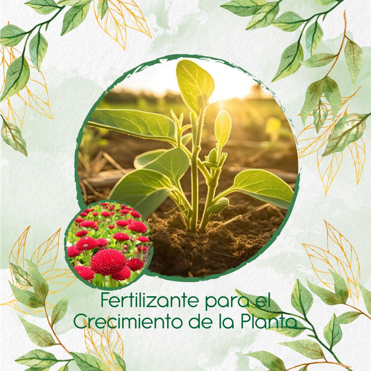 GENERICO - Fertilizante Para El Crecimiento De Flor Margarita Inglesa