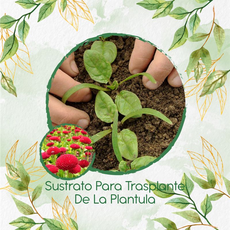 GENERICO - Sustrato Para Trasplante De Flor Margarita Inglesa