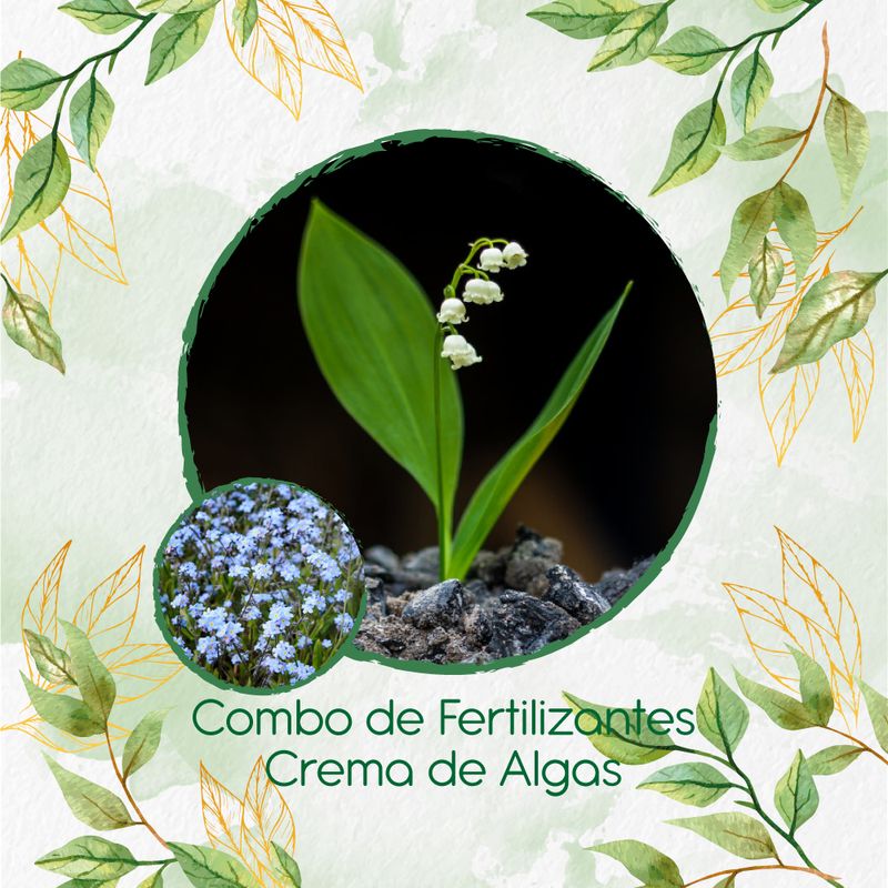 GENERICO - Combo De Fertilizantes Crema De Algas Para Flor No Me Olvides