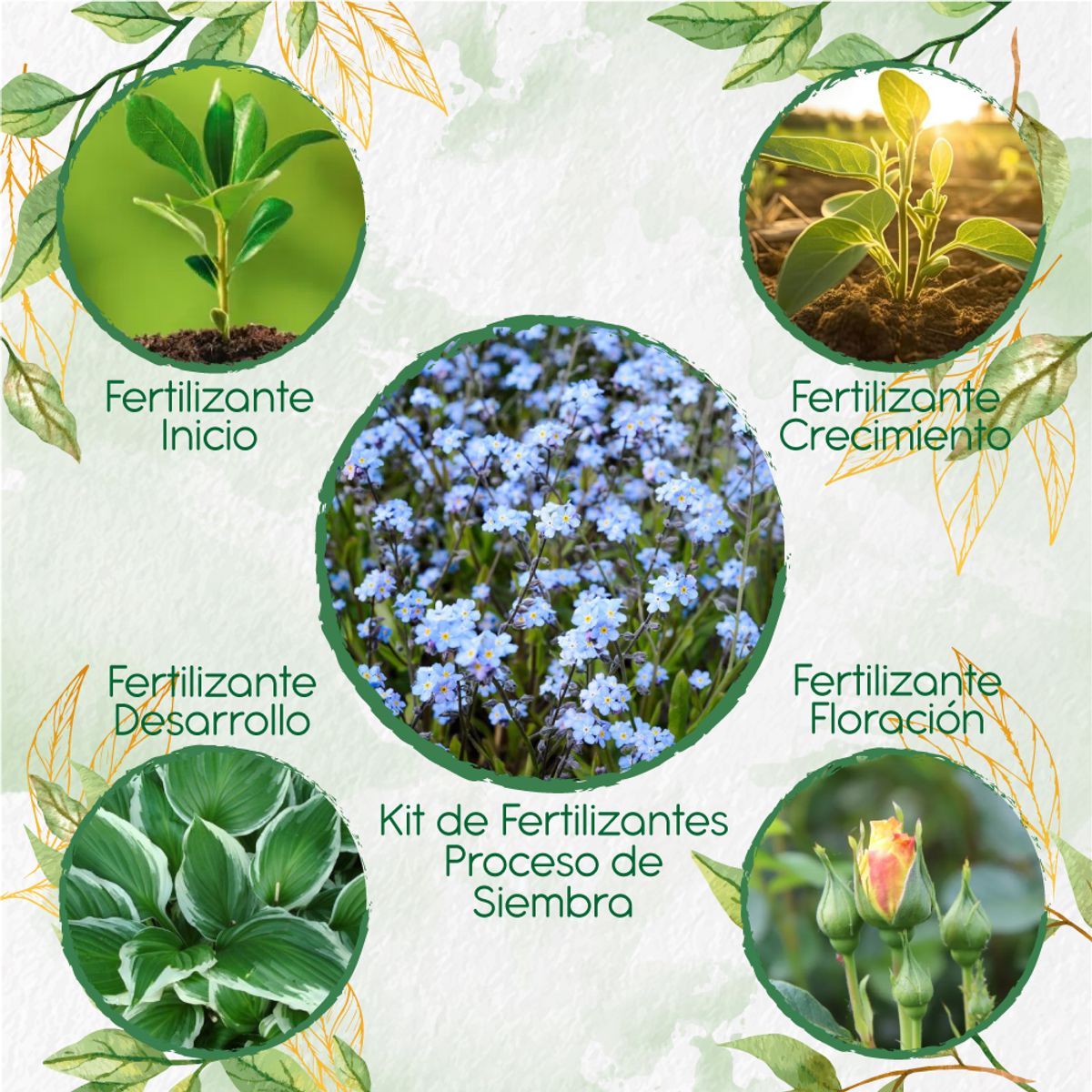 GENERICO - Kit De Fertilizantes Para La Siembra De Flor No Me Olvides