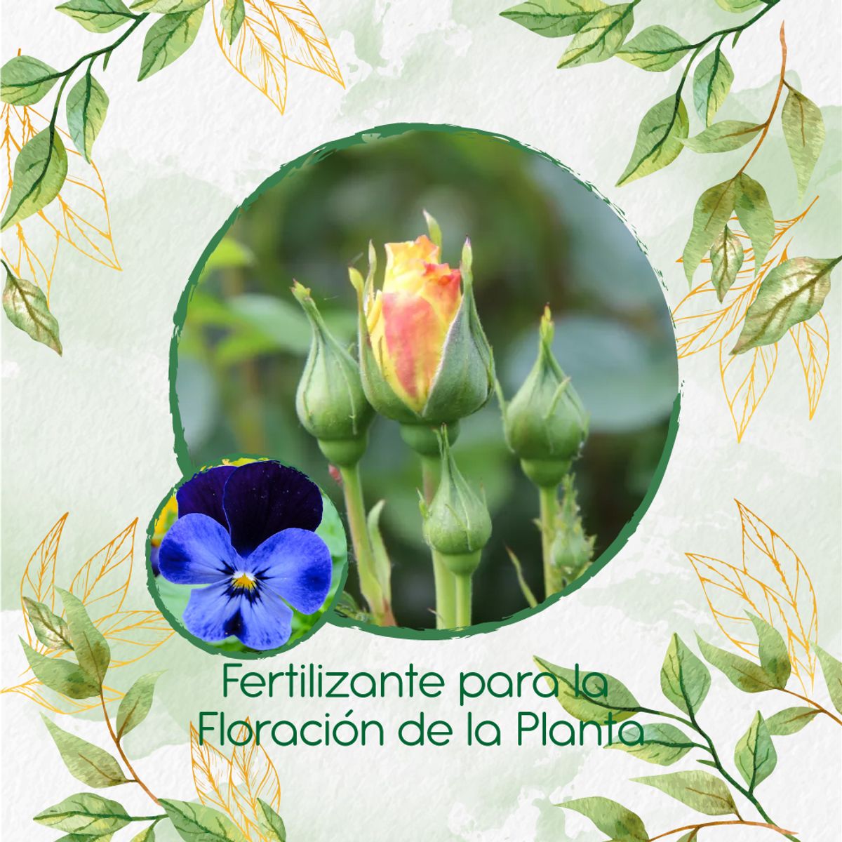 GENERICO - Fertilizante Para La Floración De Flor Pensamiento Azul