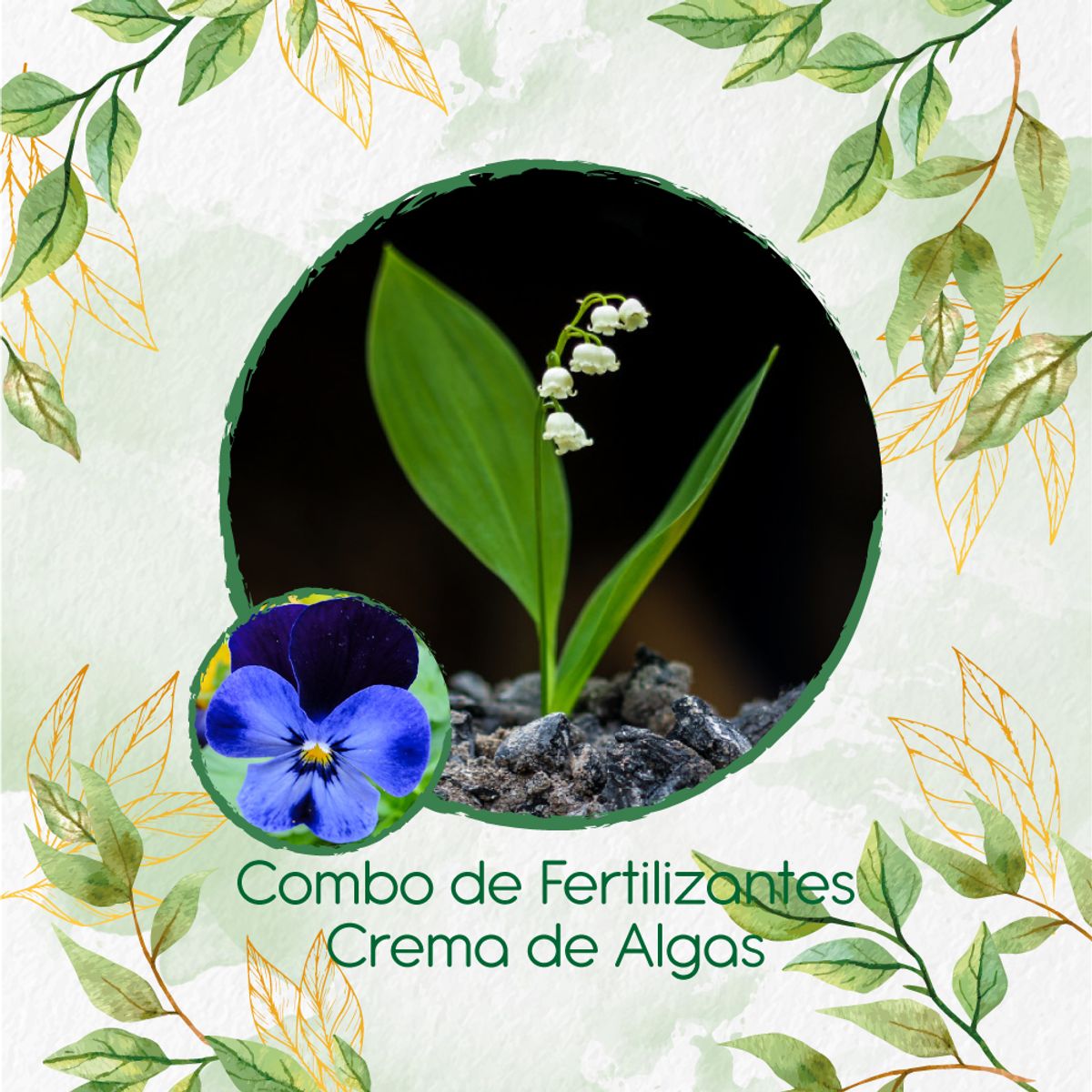GENERICO - Combo De Fertilizantes Crema De Algas Para Flor Pensamiento Azul