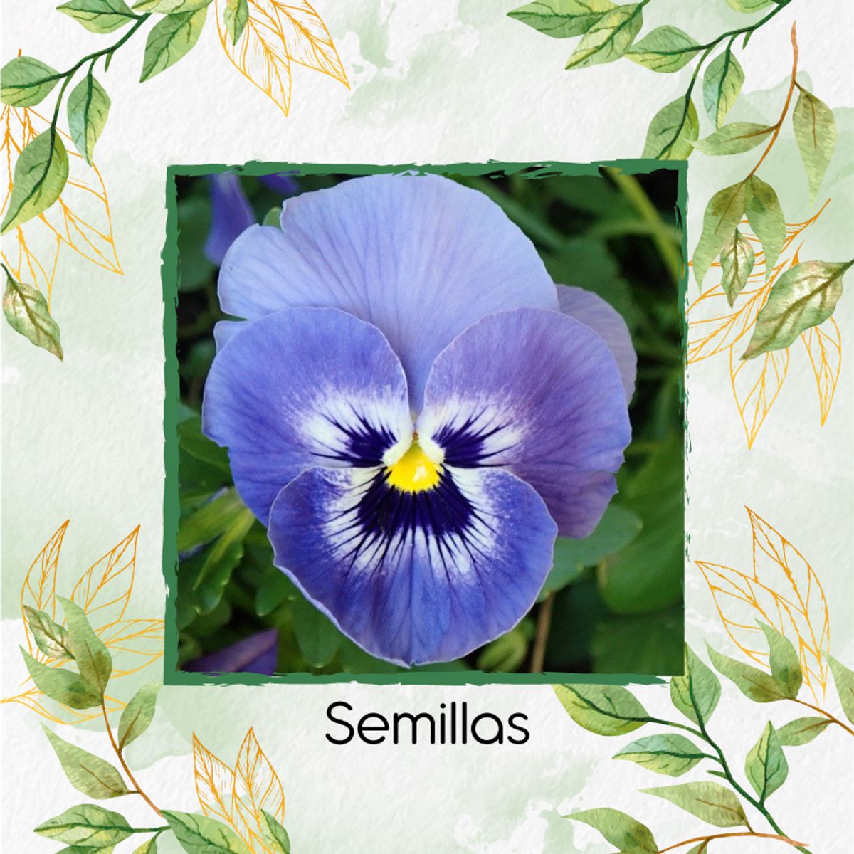 GENERICO - Combo De Fertilizantes Crema De Algas Para Flor Pensamiento Azul
