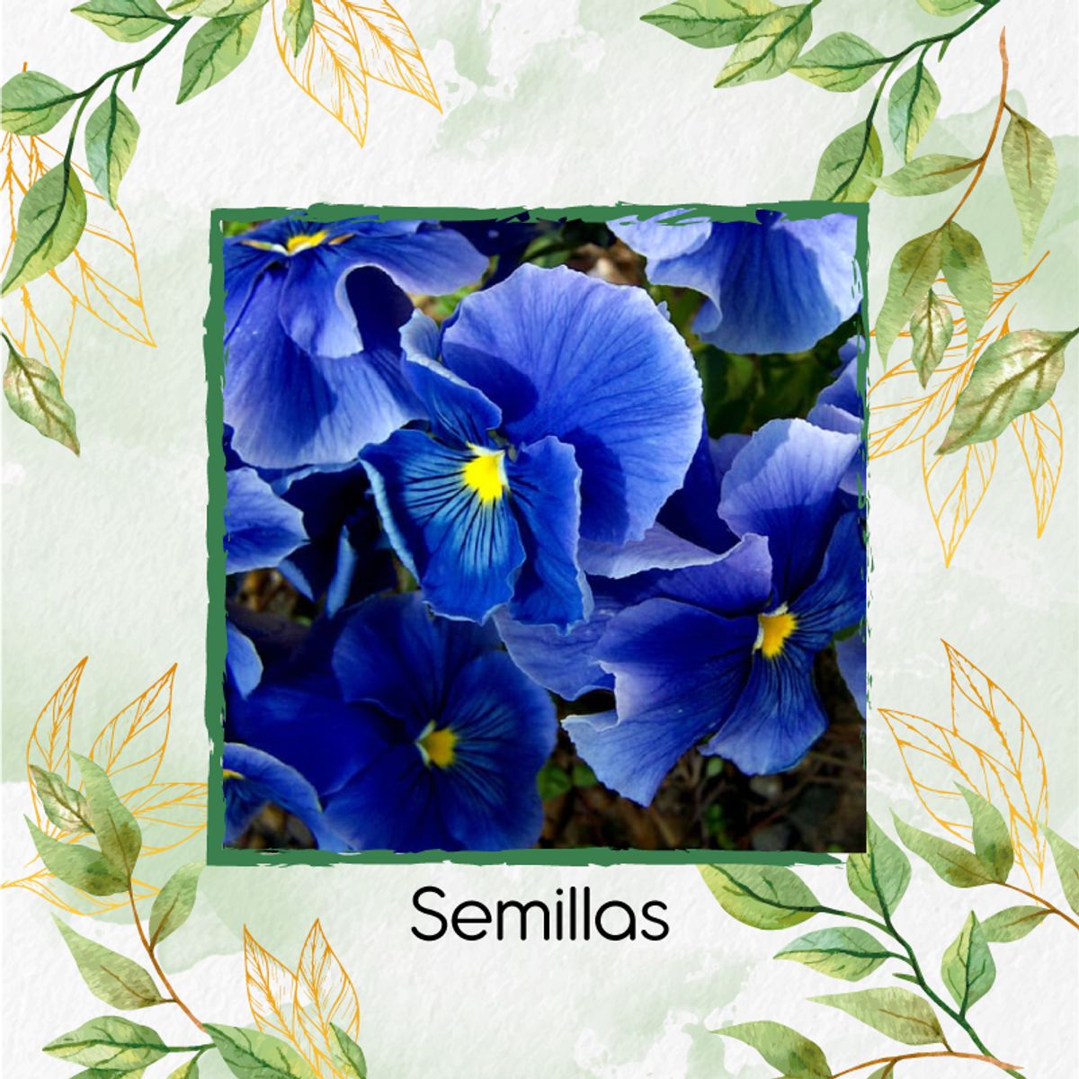 GENERICO - Kit De Fertilizantes Para El Trasplante De Flor Pensamiento Azul