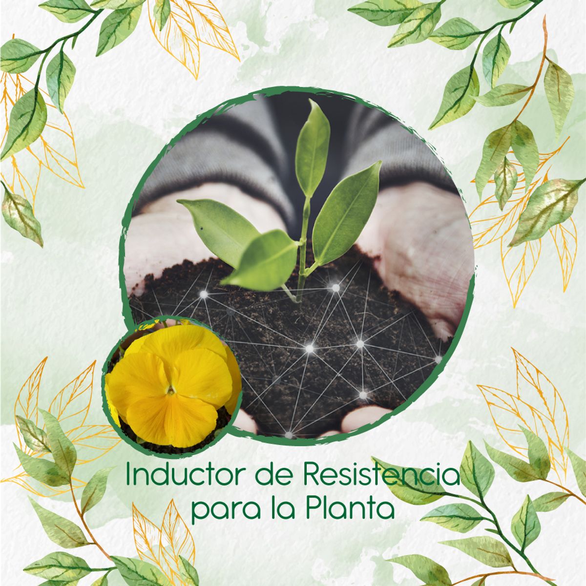 GENERICO - Fertilizante Inductor De Resistencia Para Flor Pensamiento Amarillo