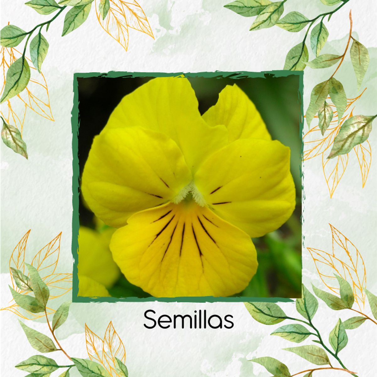 GENERICO - 200 Semillas De Pensamiento Amarillo + Kit De Germinación Especial