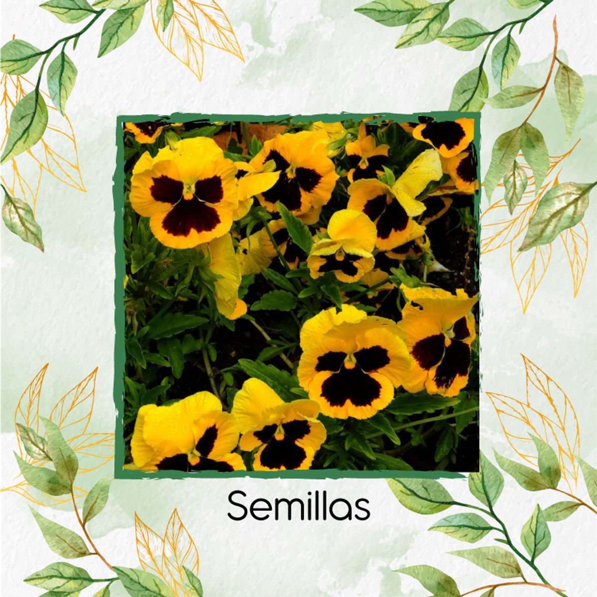 GENERICO - 100 Semillas Orgánicas De Pensamiento Amarillo + Kit De Germinación