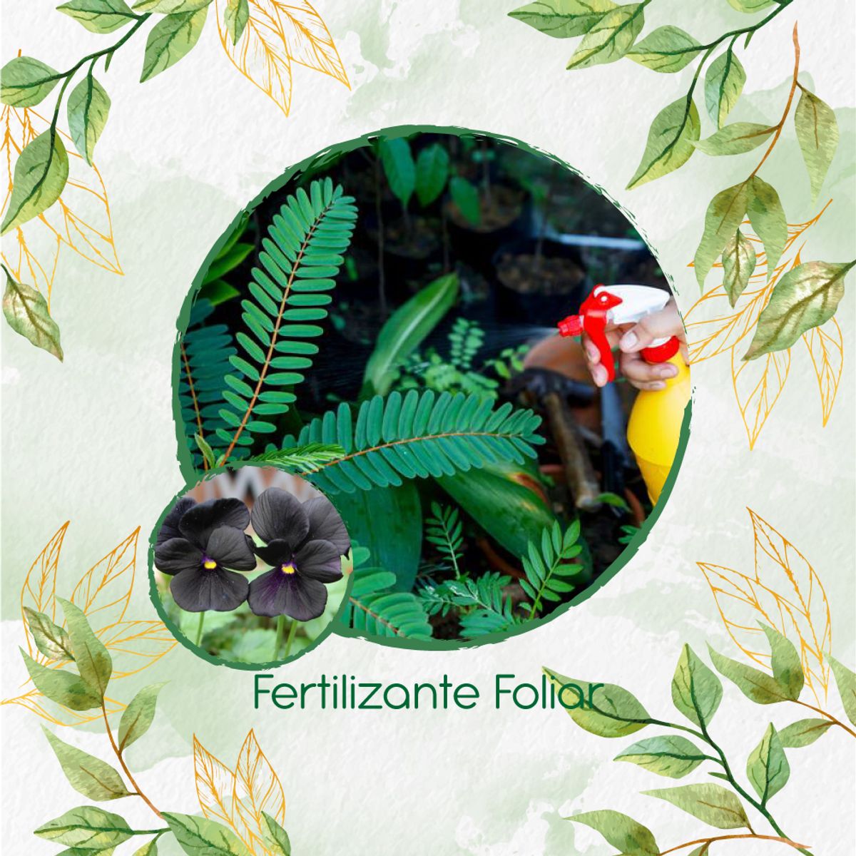 GENERICO - Fertilizante Generación De Brotes Para Flor Pensamiento Casi Negro