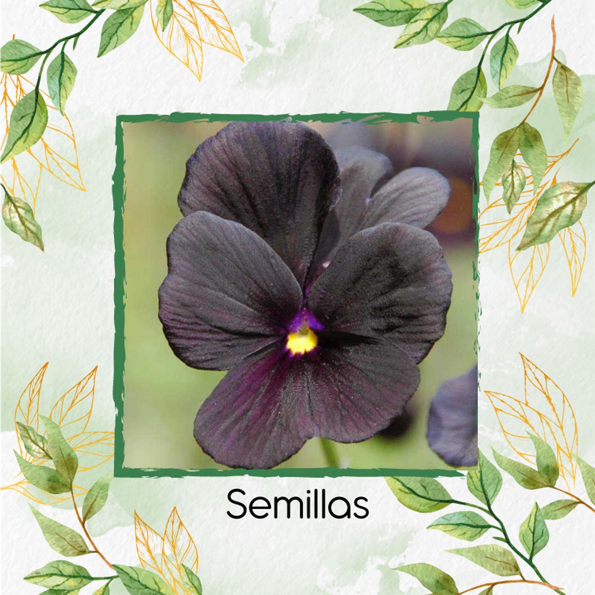GENERICO - Combo De Fertilizantes Aminoácidos Para Flor Pensamiento Casi Negro