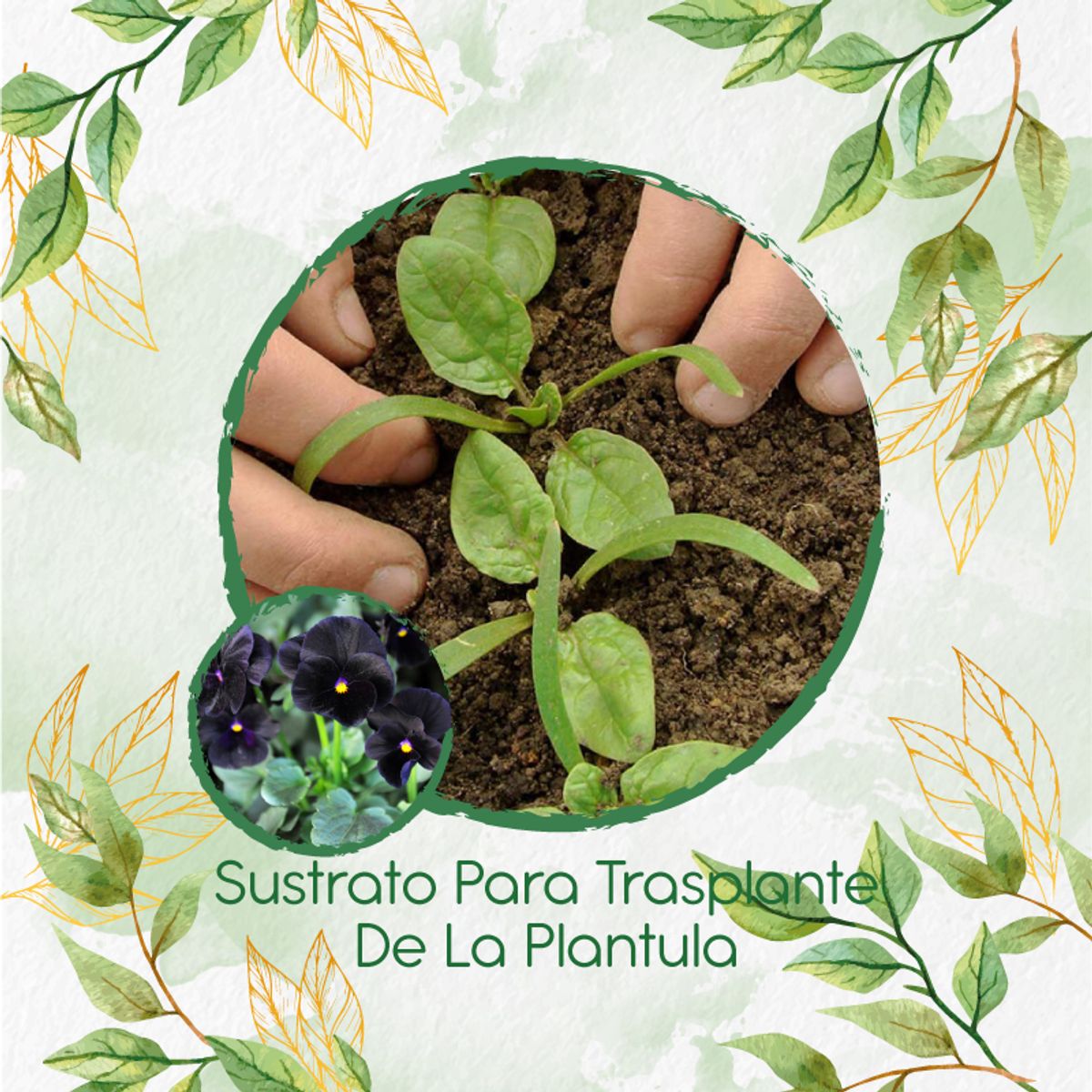 GENERICO - Sustrato Para Trasplante De Flor Pensamiento Casi Negro
