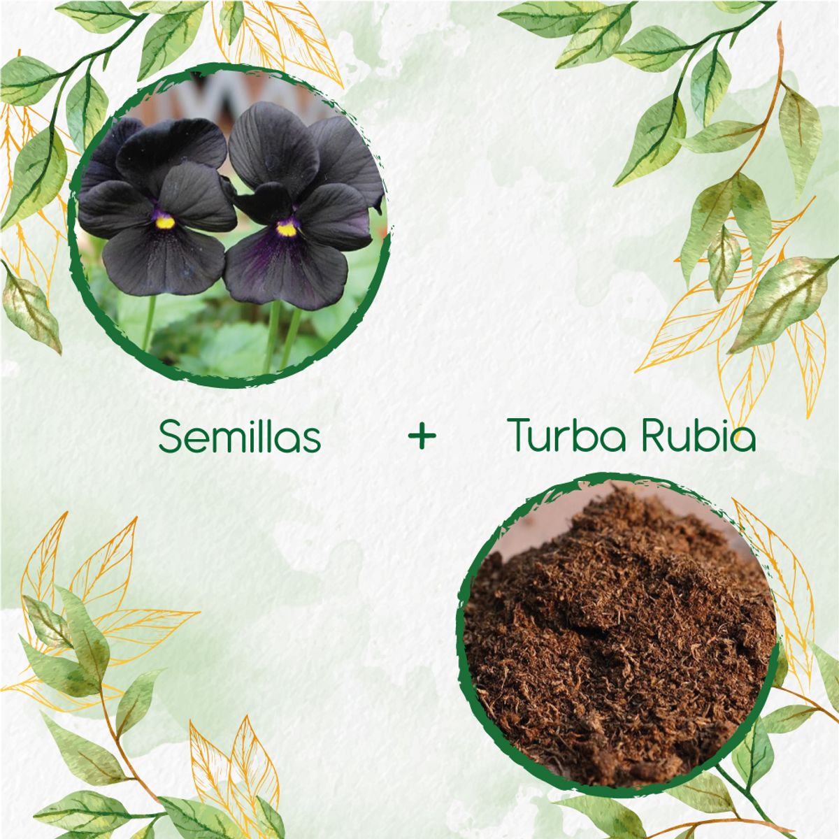 GENERICO - 200 Semillas De Flor Pensamiento Casi Negro + Turba De Germinación