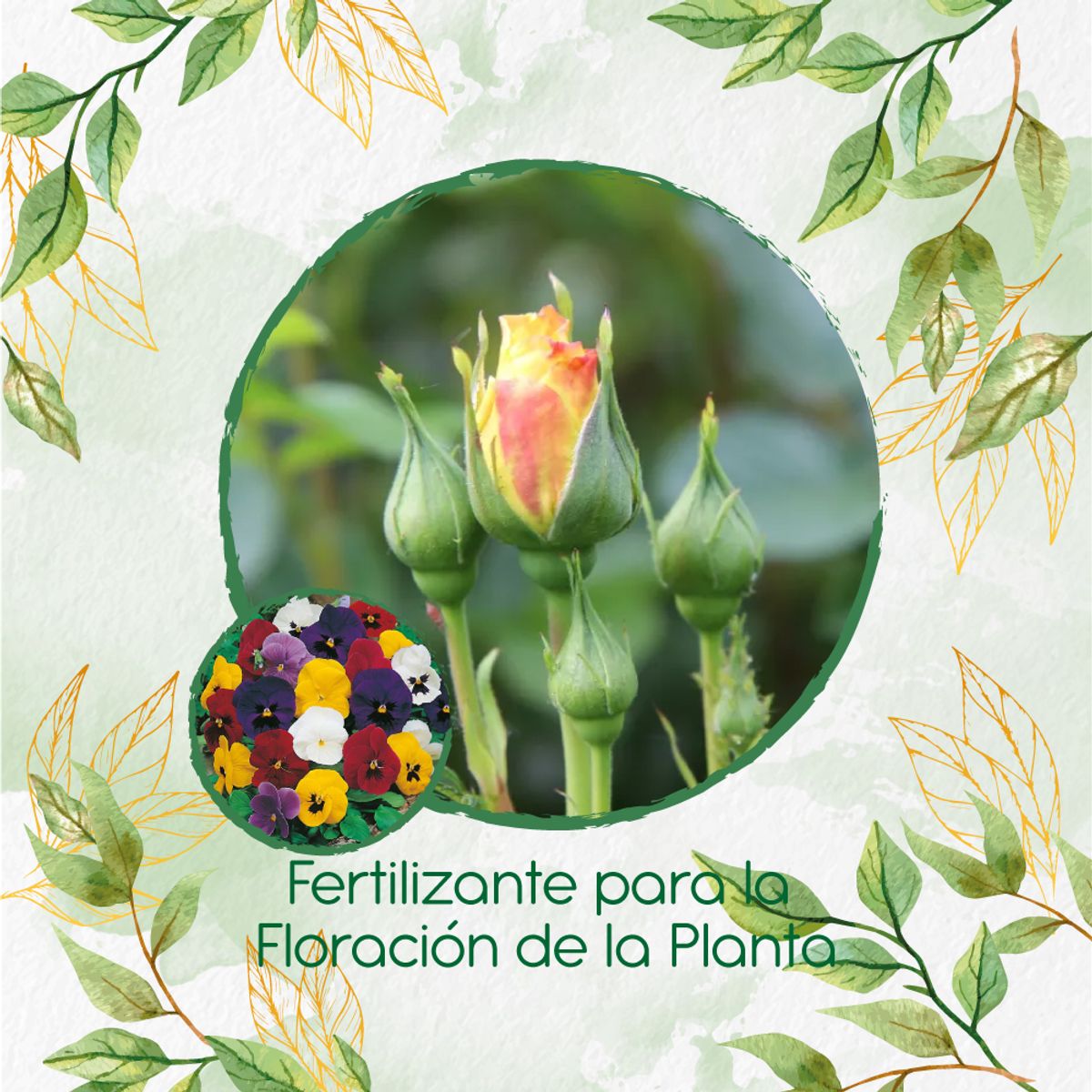 GENERICO - Fertilizante Para La Floración De Flor Pensamiento Holanda
