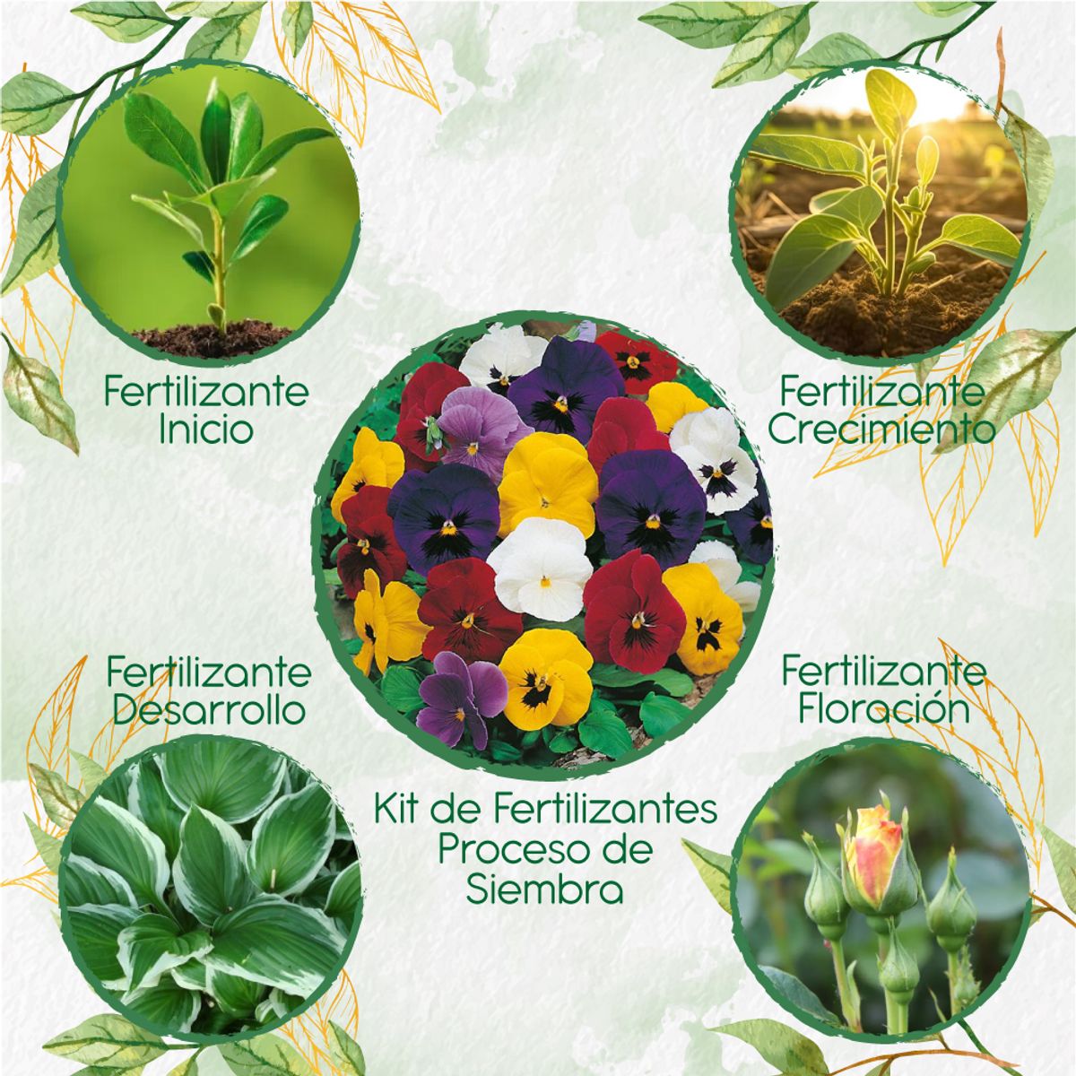GENERICO - Kit De Fertilizantes Para La Siembra De Flor Pensamiento Holanda