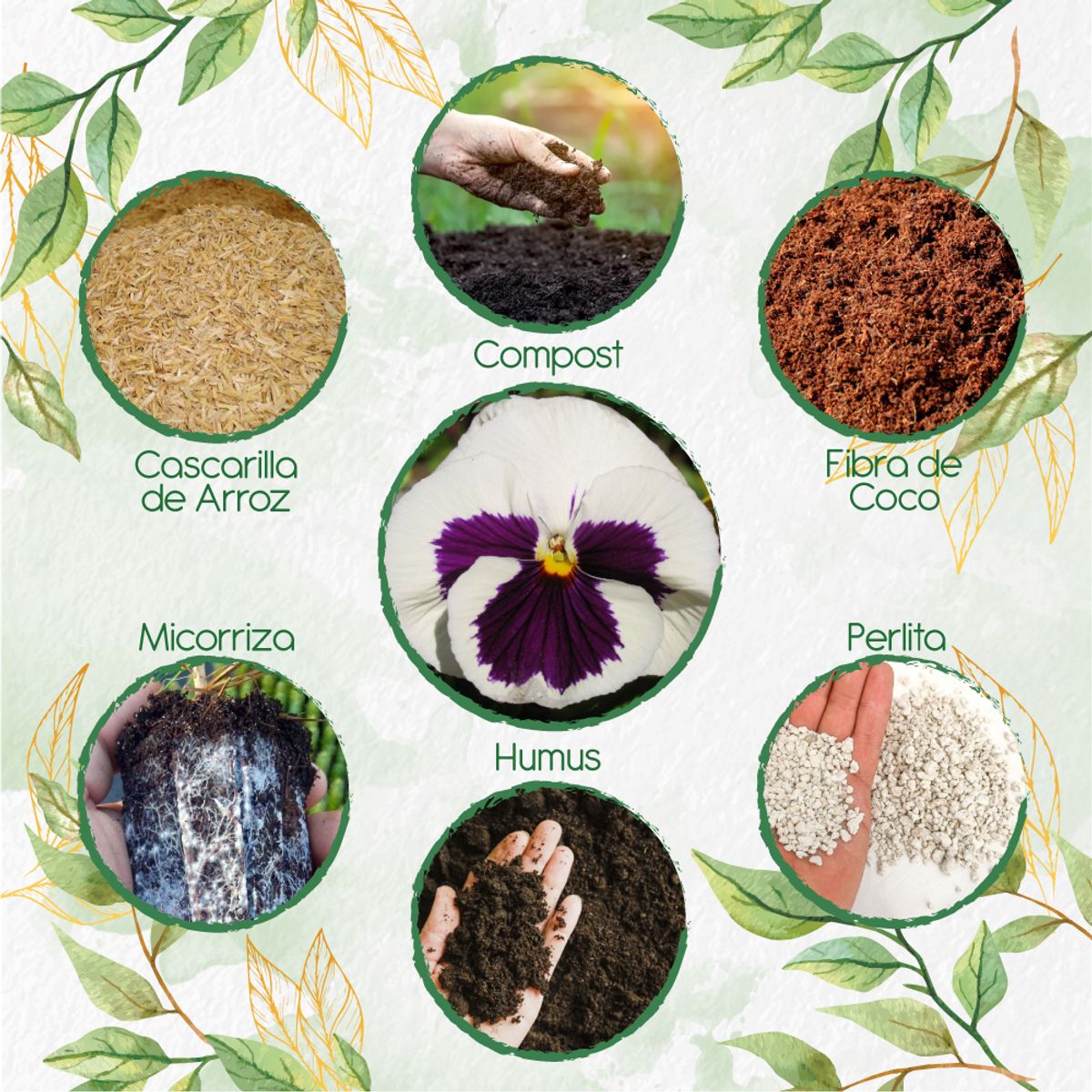 GENERICO - Kit De Acondicionadores De Suelos Para Flor Pensamiento Blanco Suizo