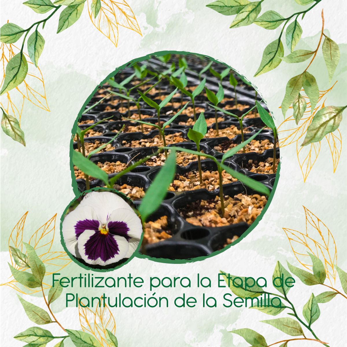 GENERICO - Fertilizante De Plantulación Para Flor Pensamiento Blanco Suizo