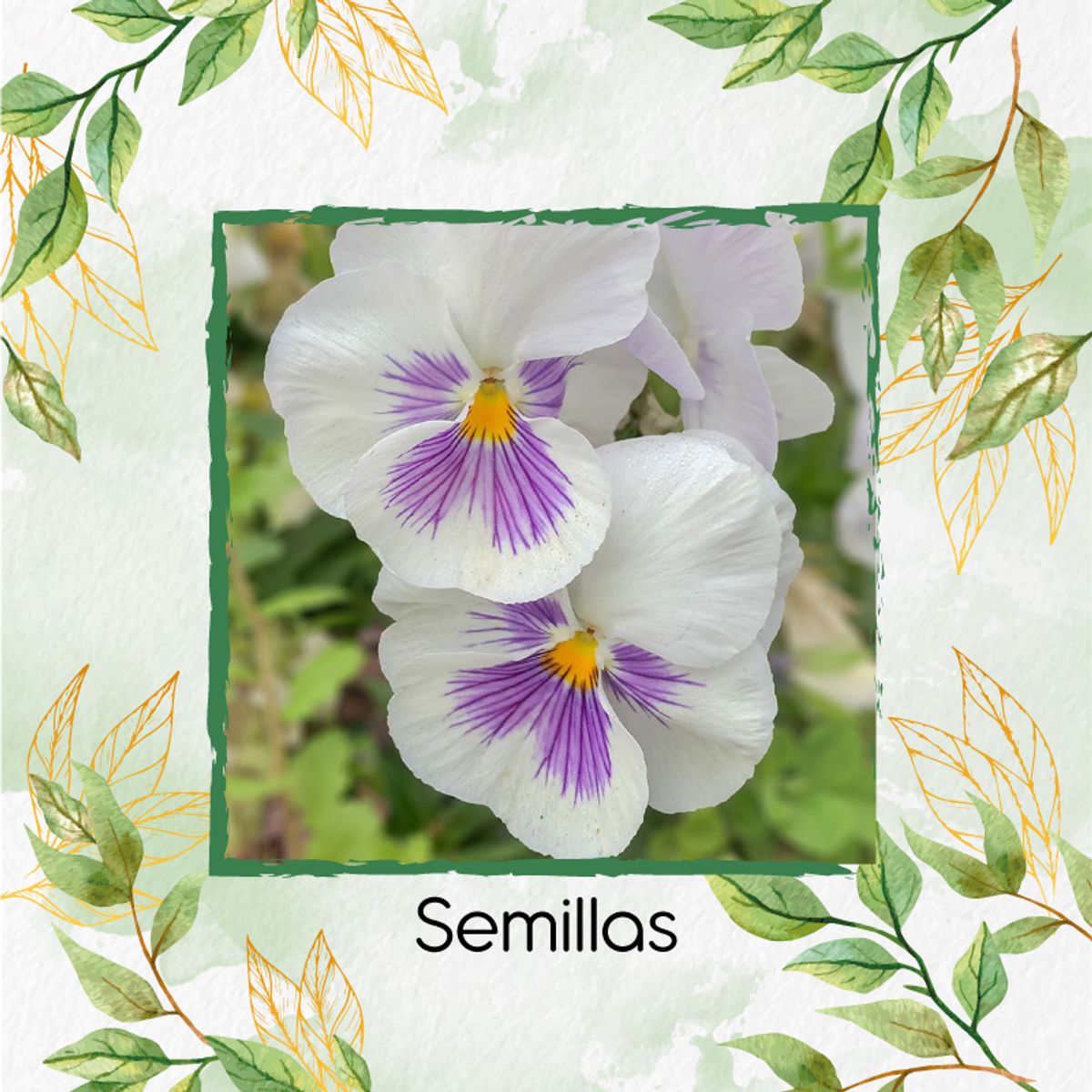 GENERICO - Fertilizante De Plantulación Para Flor Pensamiento Blanco Suizo