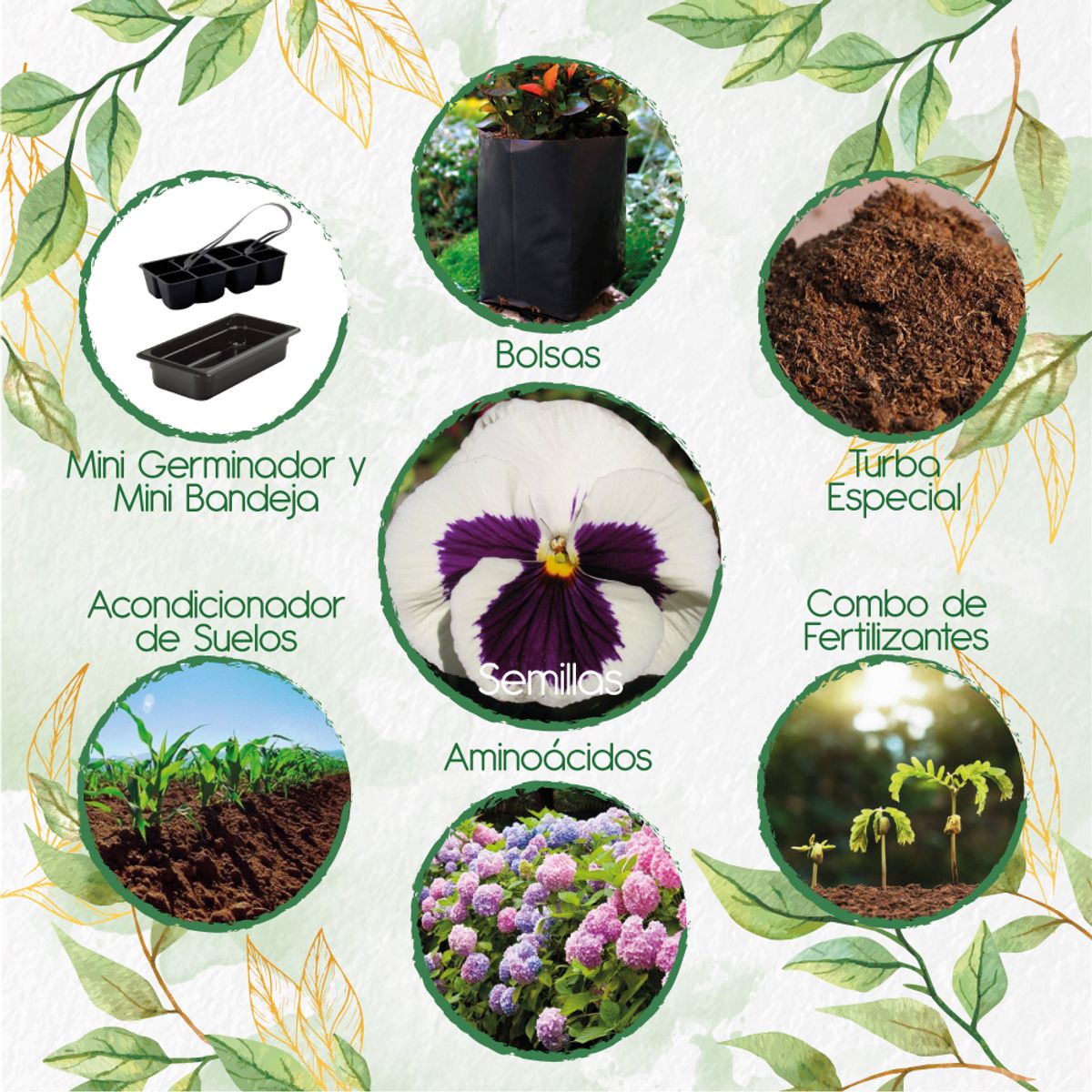 GENERICO - 80 Semillas Orgánicas De Flor Pensamiento Blanco + Kit De Germinación