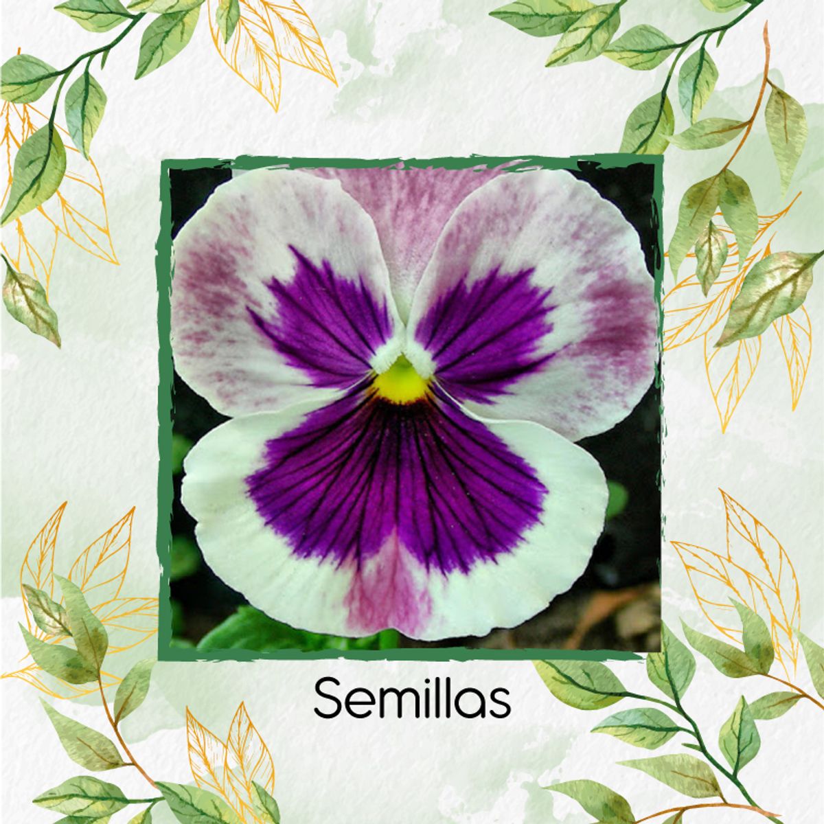 GENERICO - 80 Semillas Orgánicas De Flor Pensamiento Blanco + Kit De Germinación