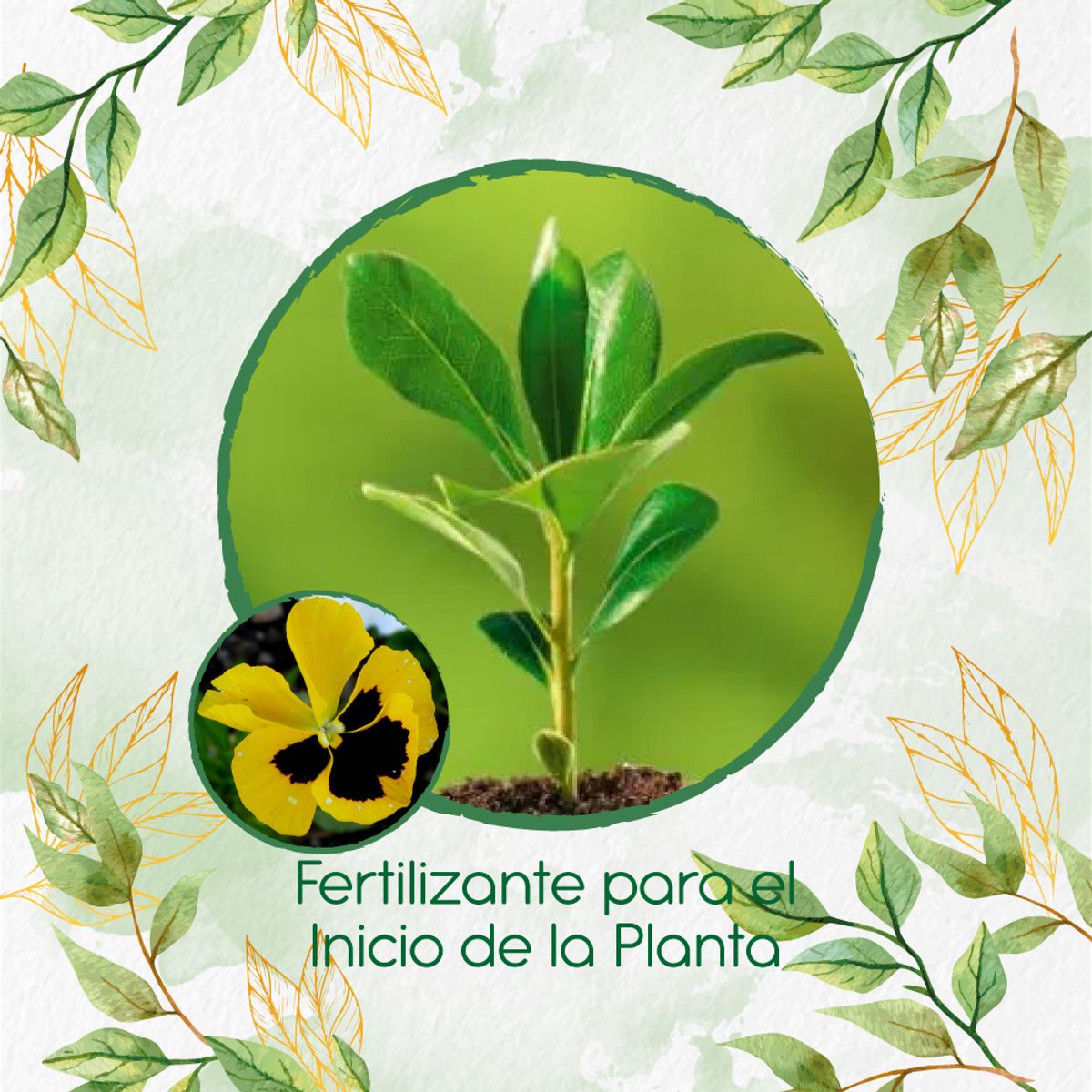 GENERICO - Fertilizante Para El Inicio De Flor Pensamiento Oro Suizo